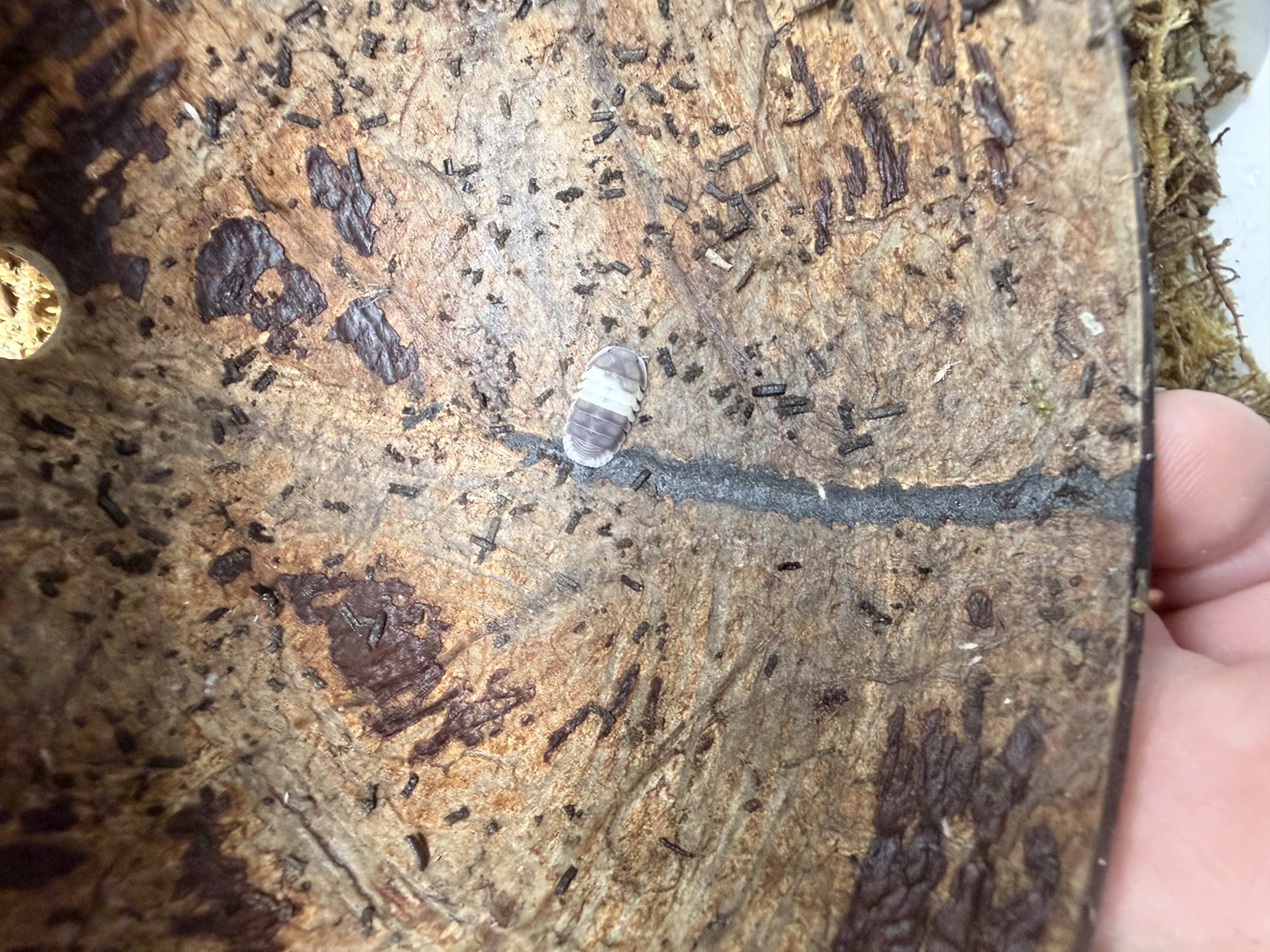 Panda King Isopods - 10 Cubaris sp. “Panda King”
