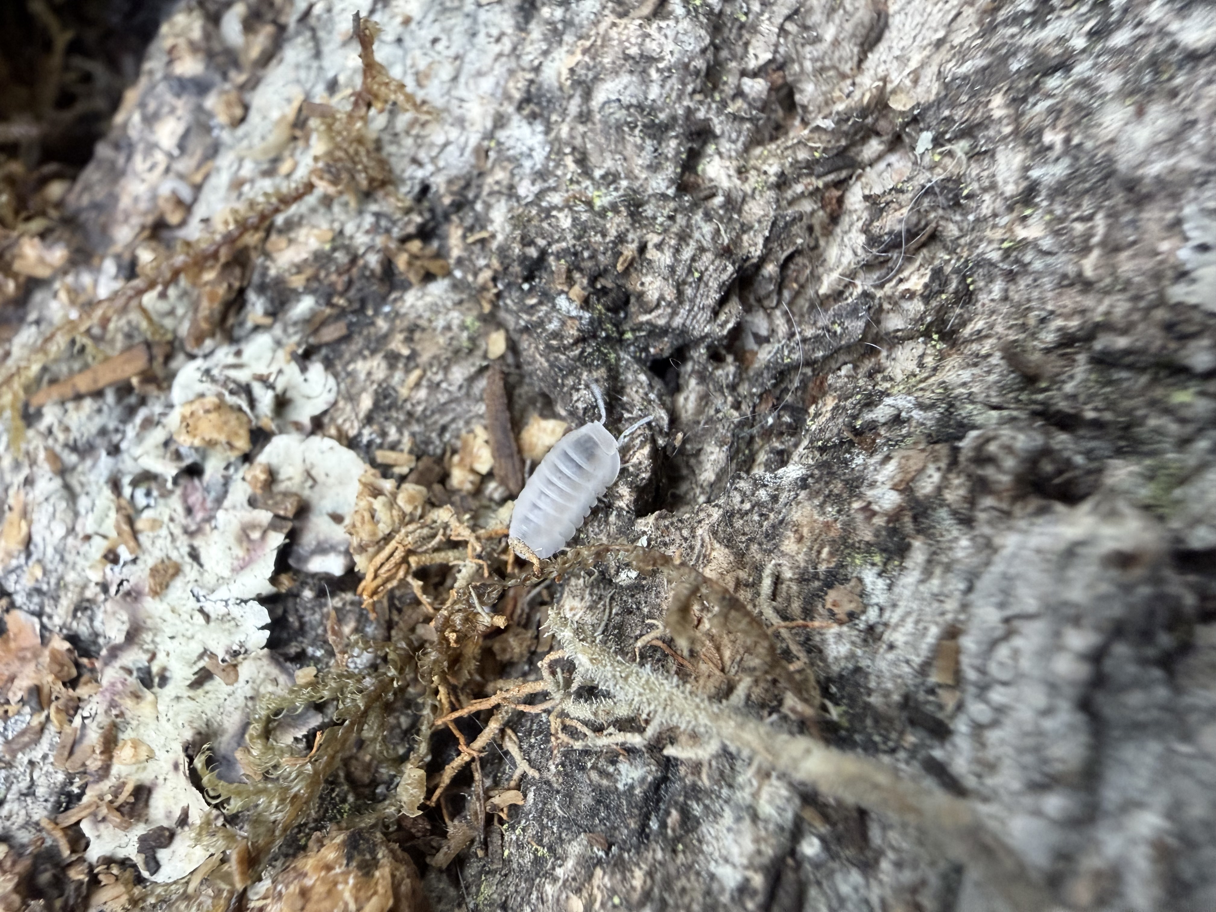Glacier Isopods - 10 Cubaris murina “Glacier”