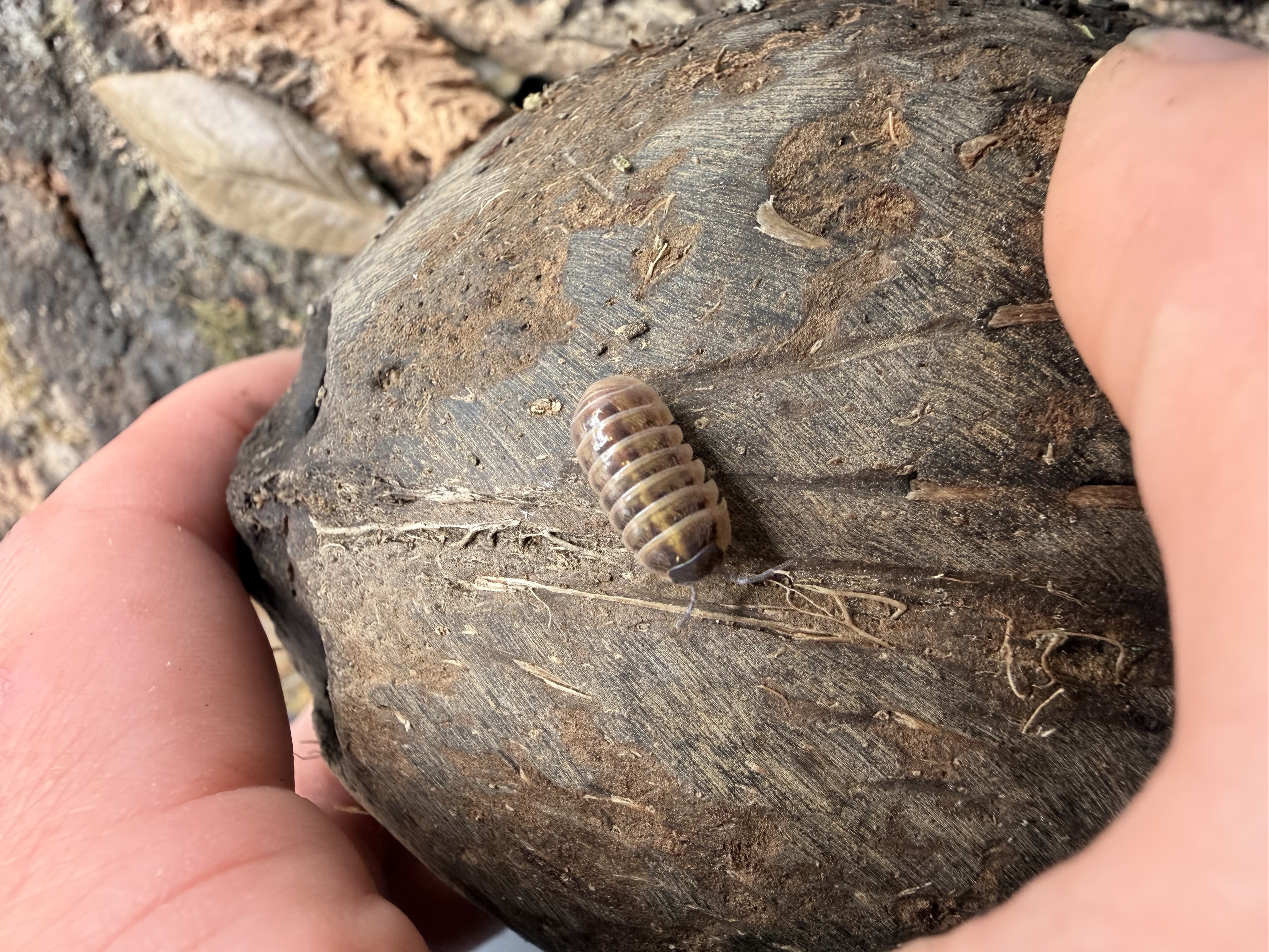 Gem Mix Isopods - 10 Armadillidium vulgare