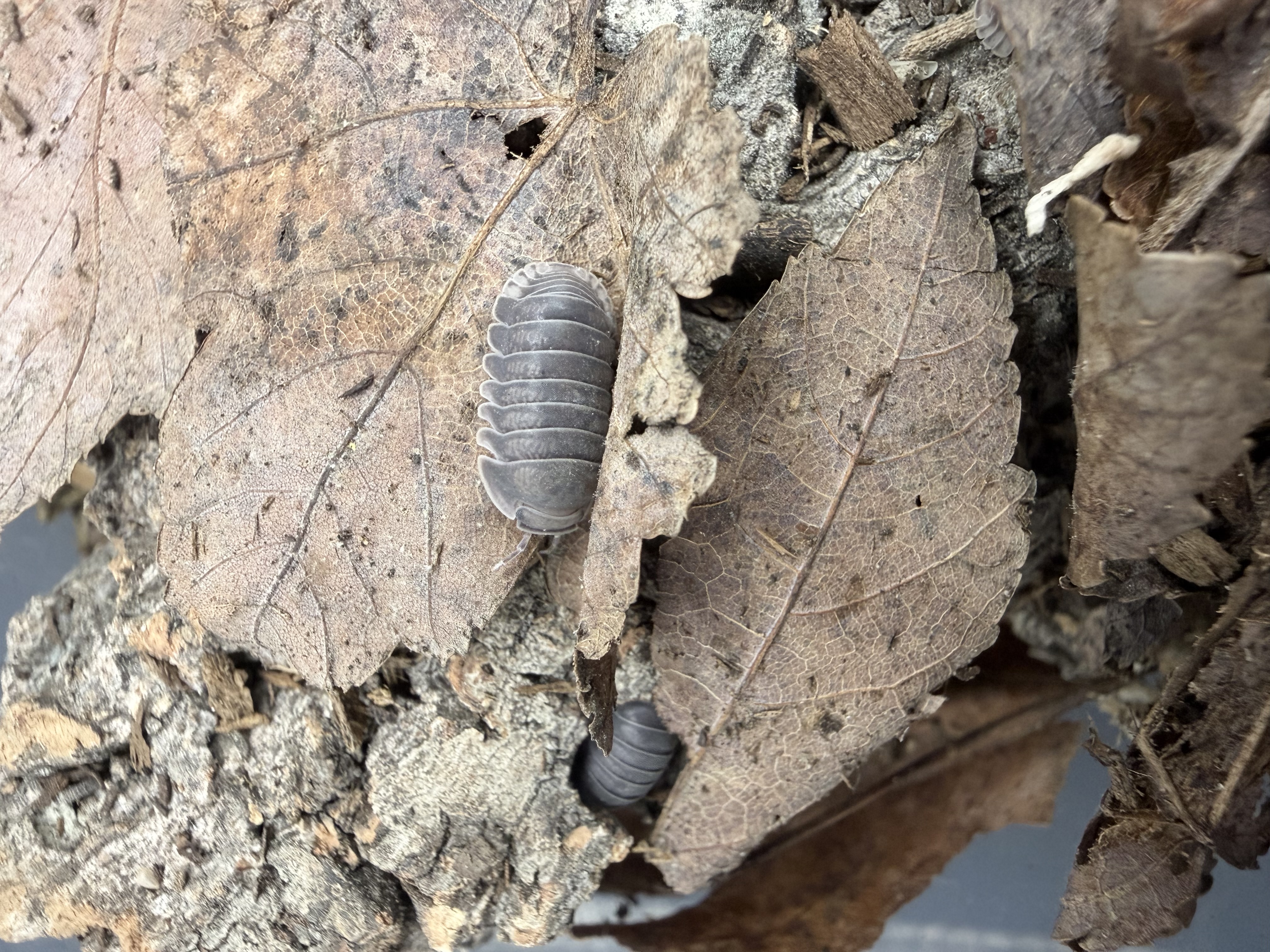 Penguin Isopods - 10 Cubaris sp. "Penguin"