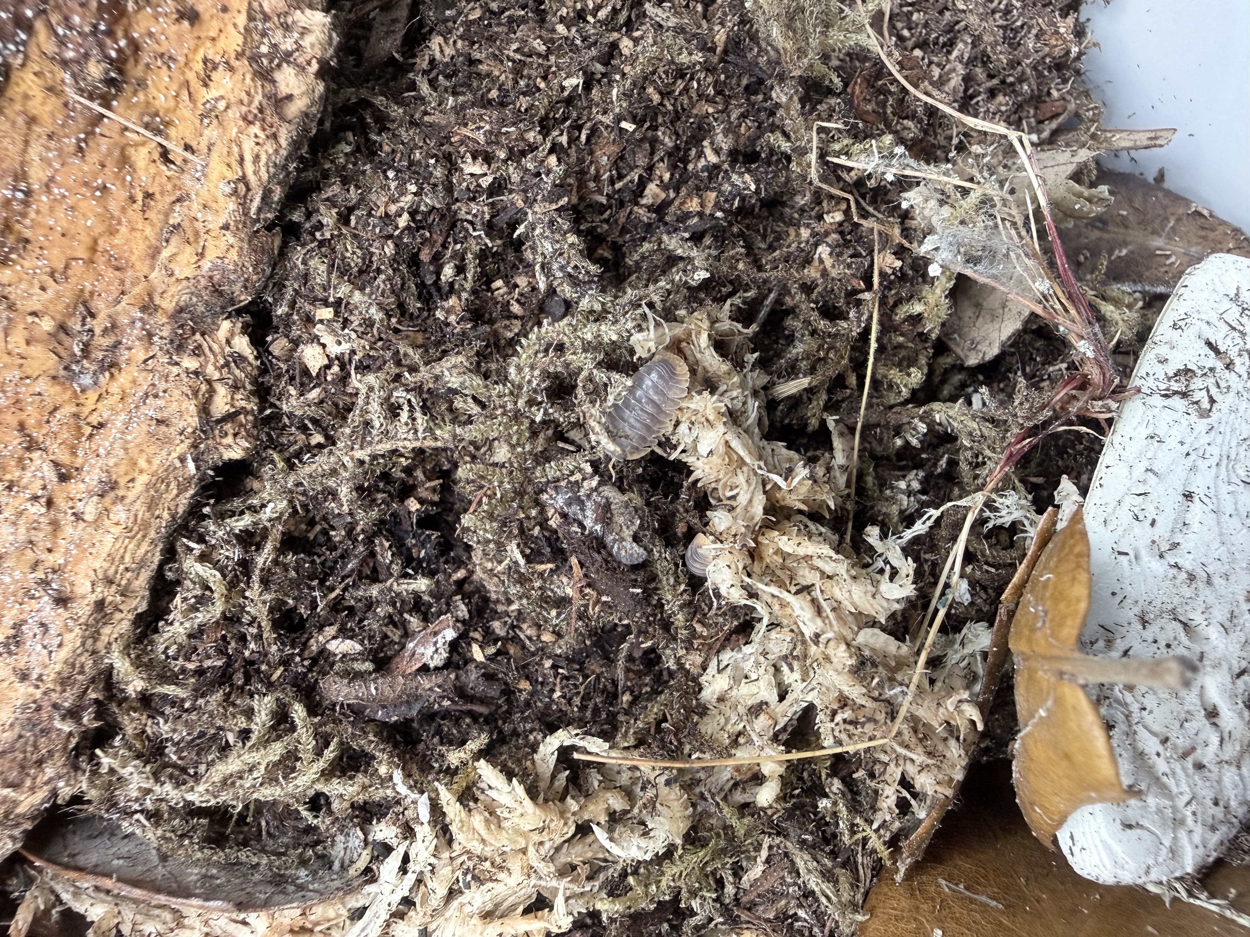 Miyako Isopods - 10 Cubaris sp. “Miyako”