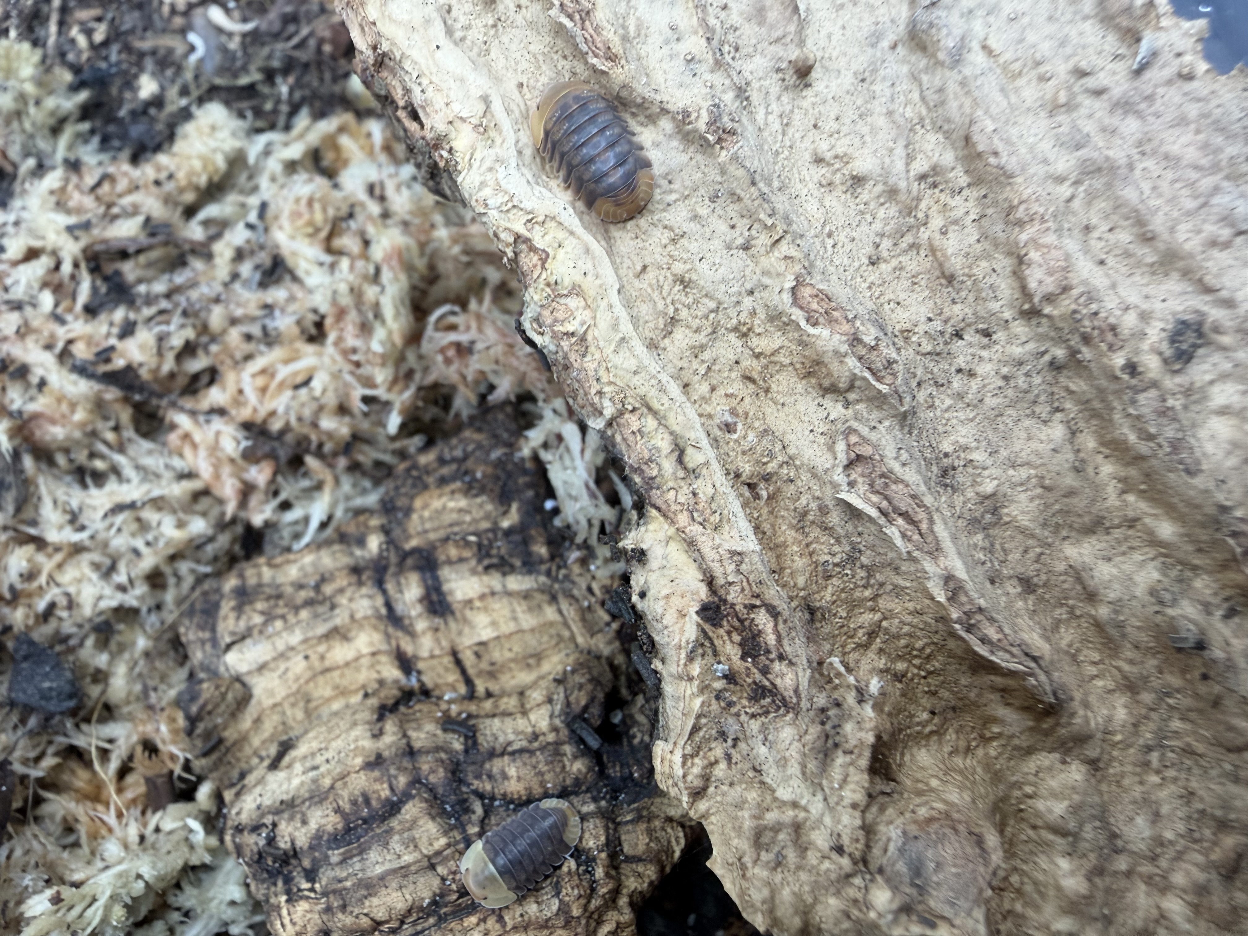 Rubber Ducky Isopods - single count Cubaris sp. "Rubber Ducky"