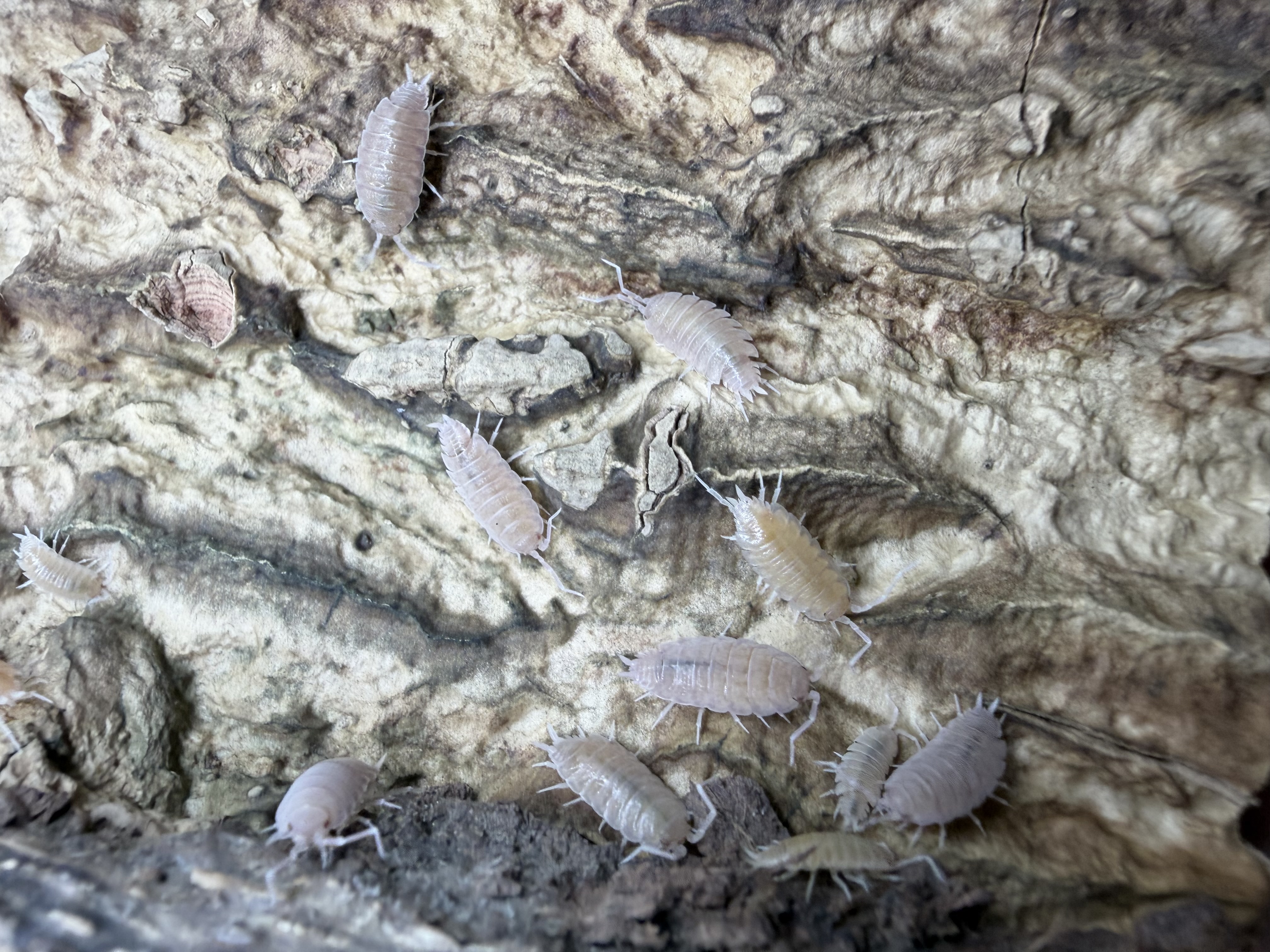 Powder Pink Isopods - 10 Porcellionides pruinosus