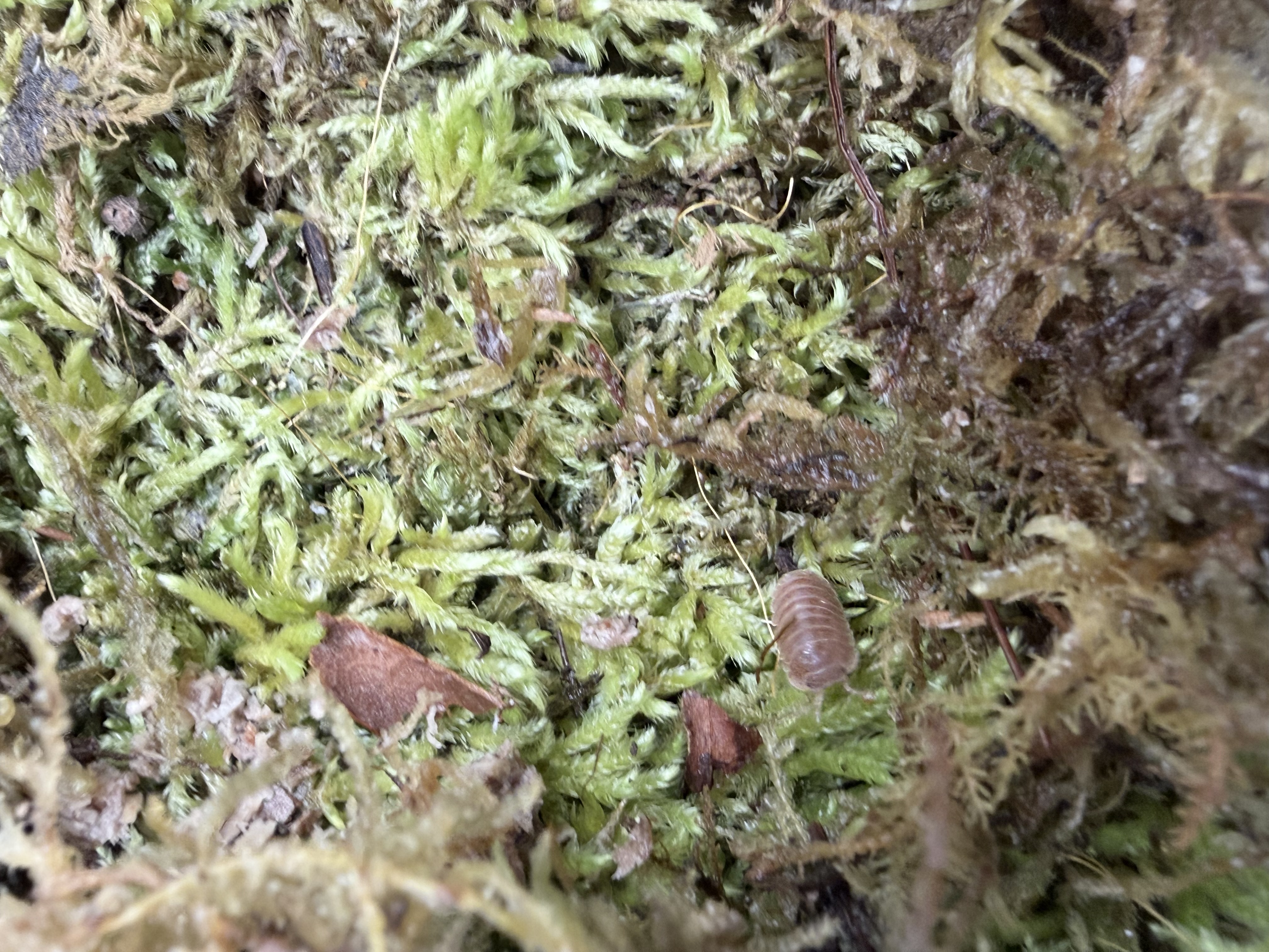 Mermaid Mix Isopods - 10 various Cubaris murina
