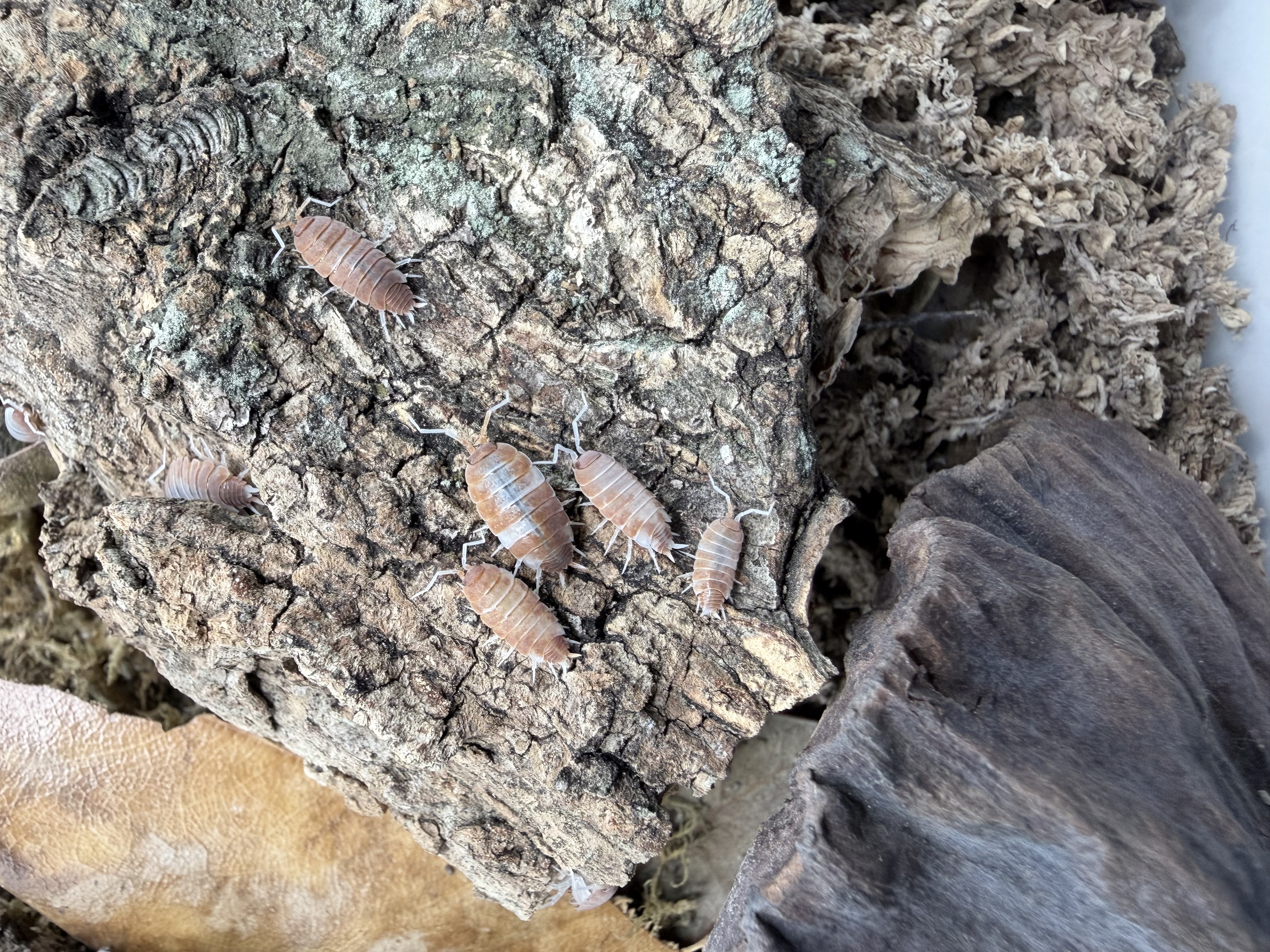 Red Koi Isopods - 10 Porcellionoides pruinosus