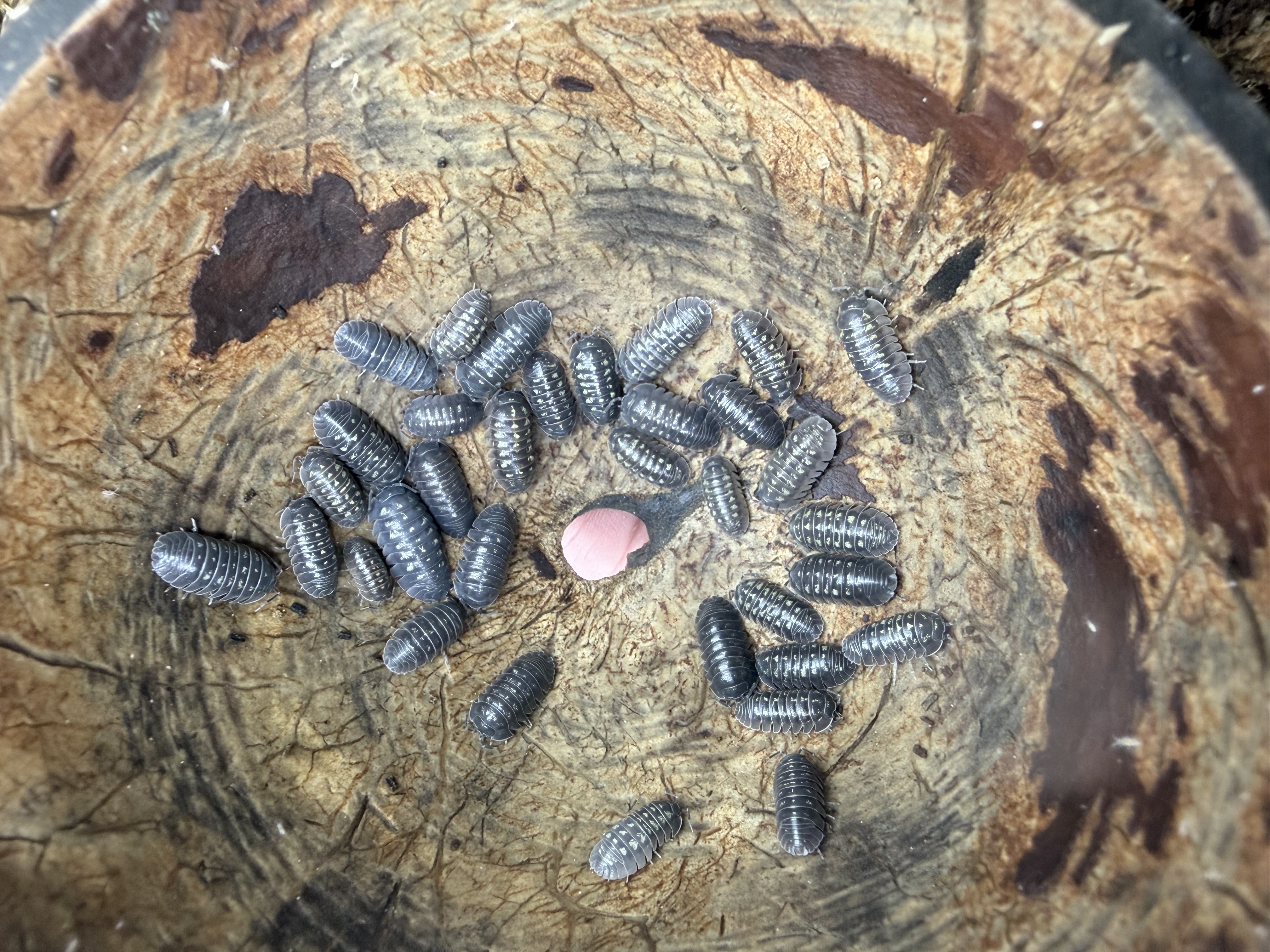 Depressum Isopods - 10 Armadillidium depressum