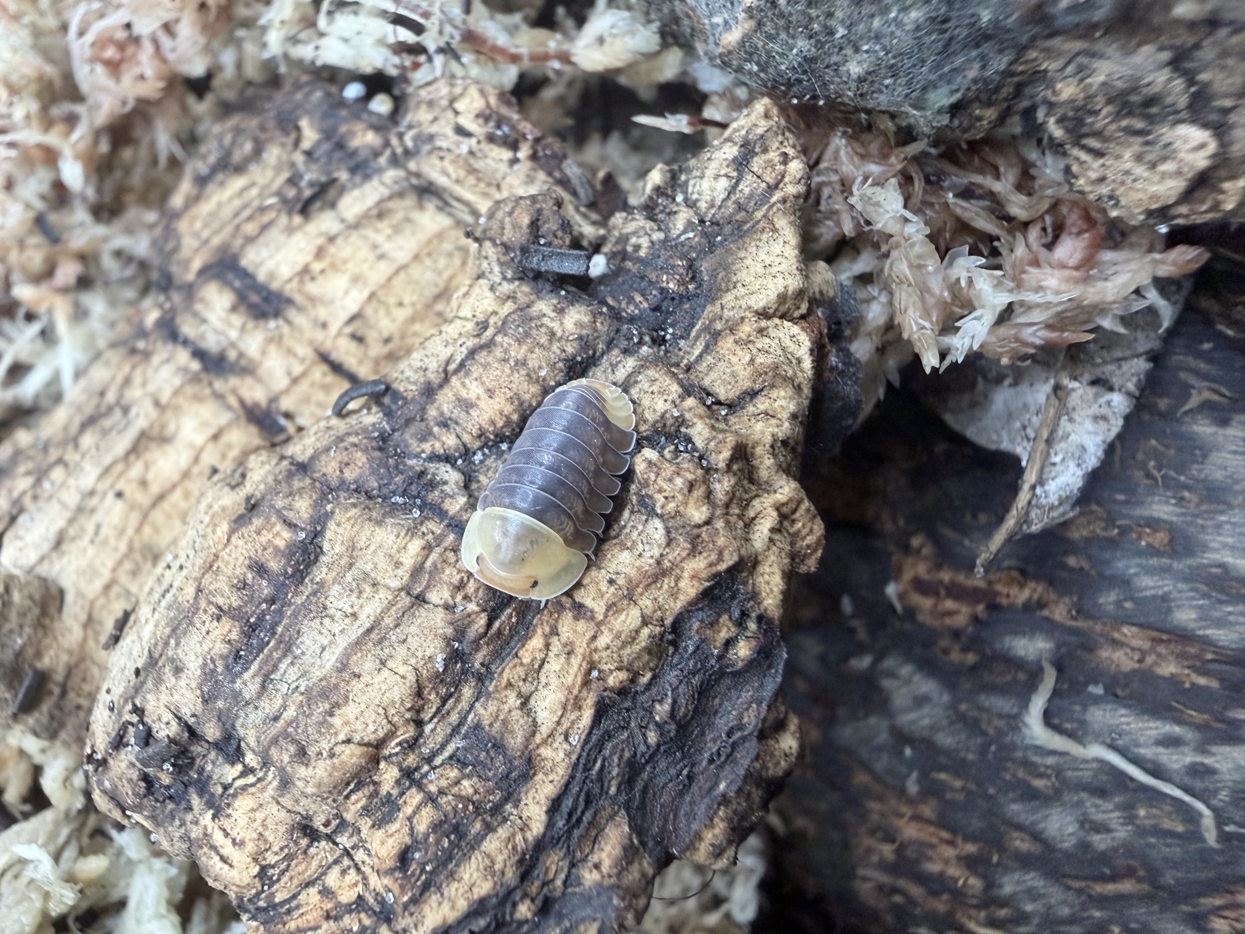 Rubber Ducky Isopods - single count Cubaris sp. "Rubber Ducky"