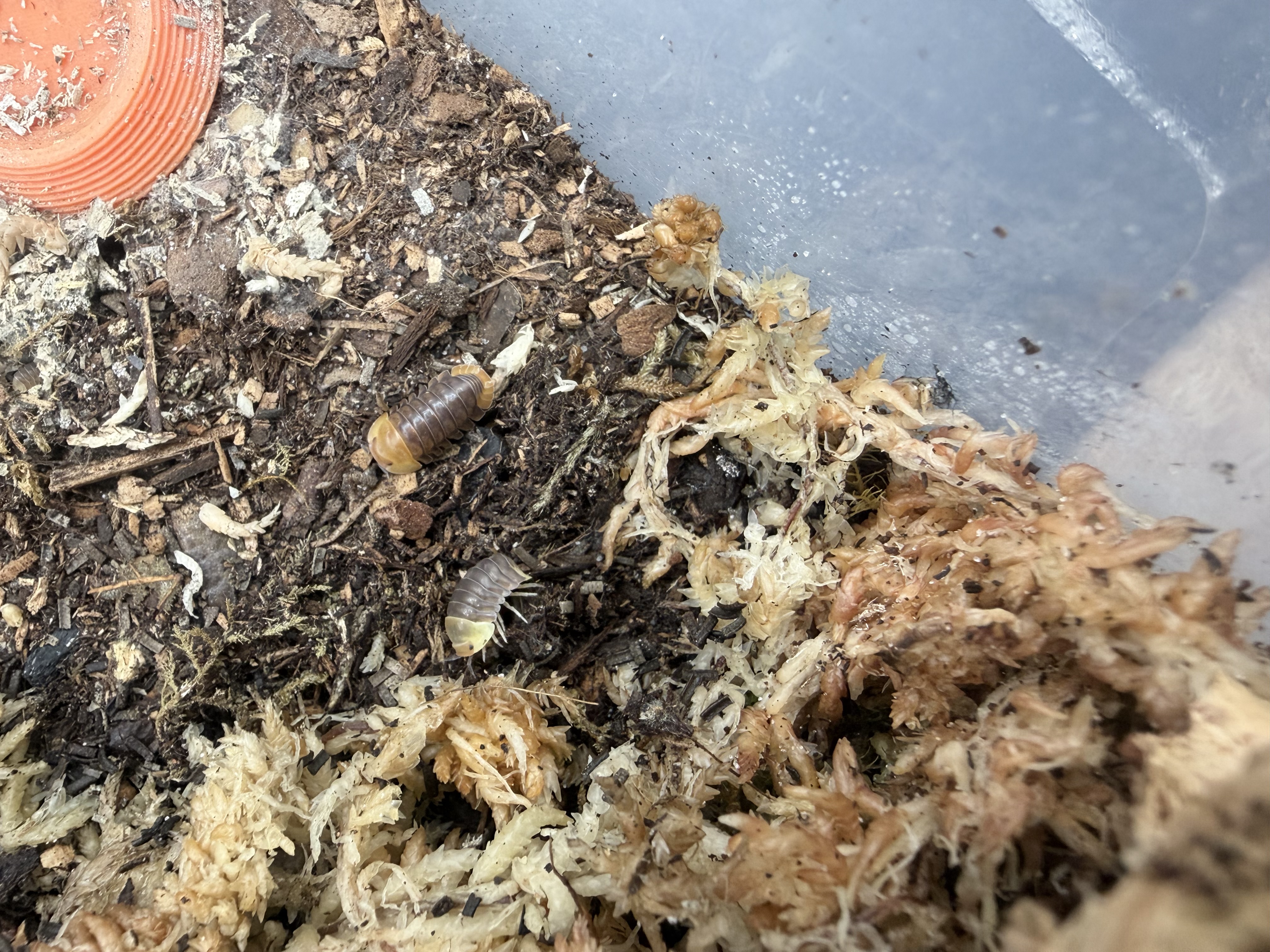 Rubber Ducky Isopods - single count Cubaris sp. "Rubber Ducky"