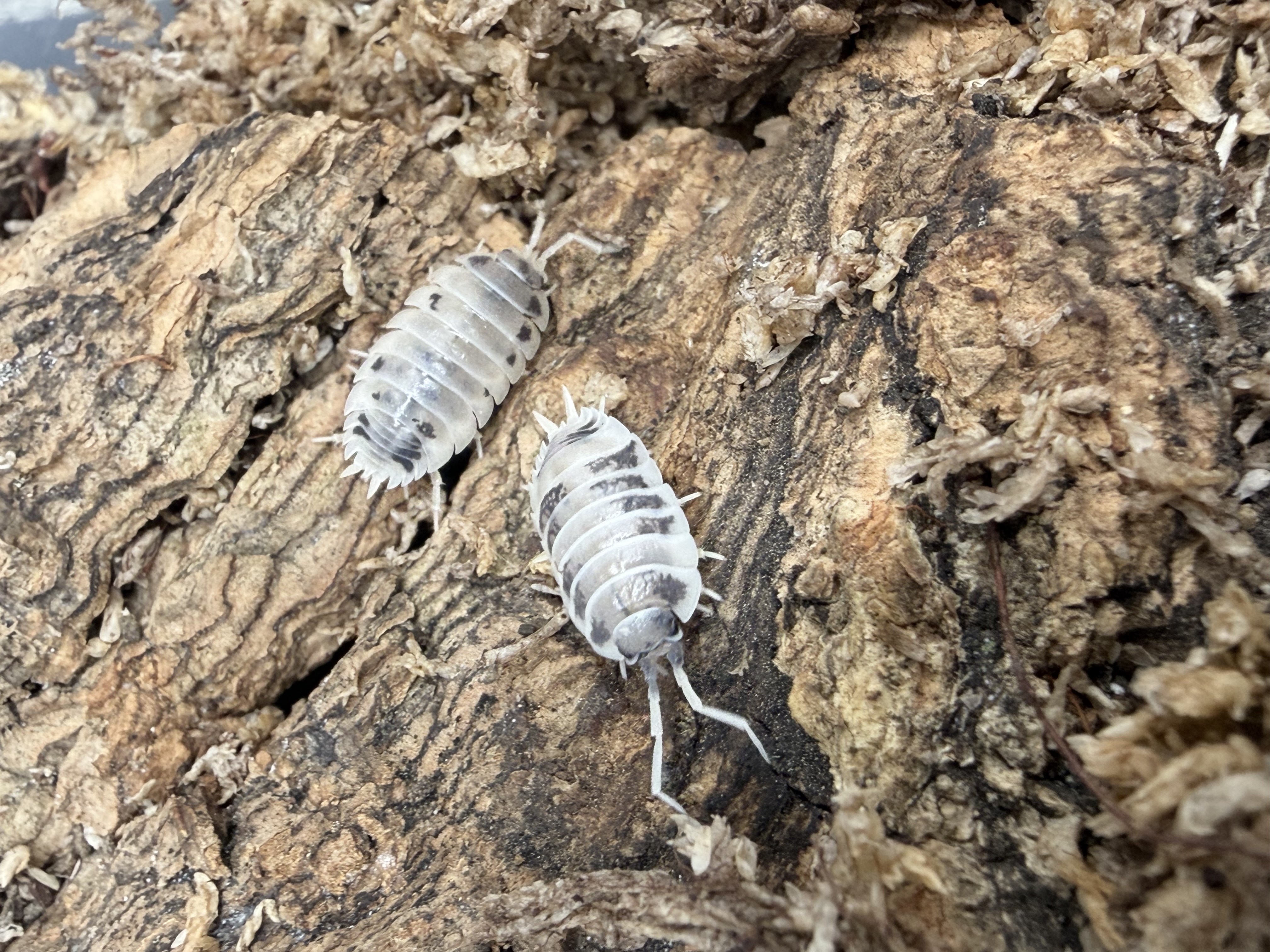 Dairy Cow Isopods - 10 Porcellio laevis