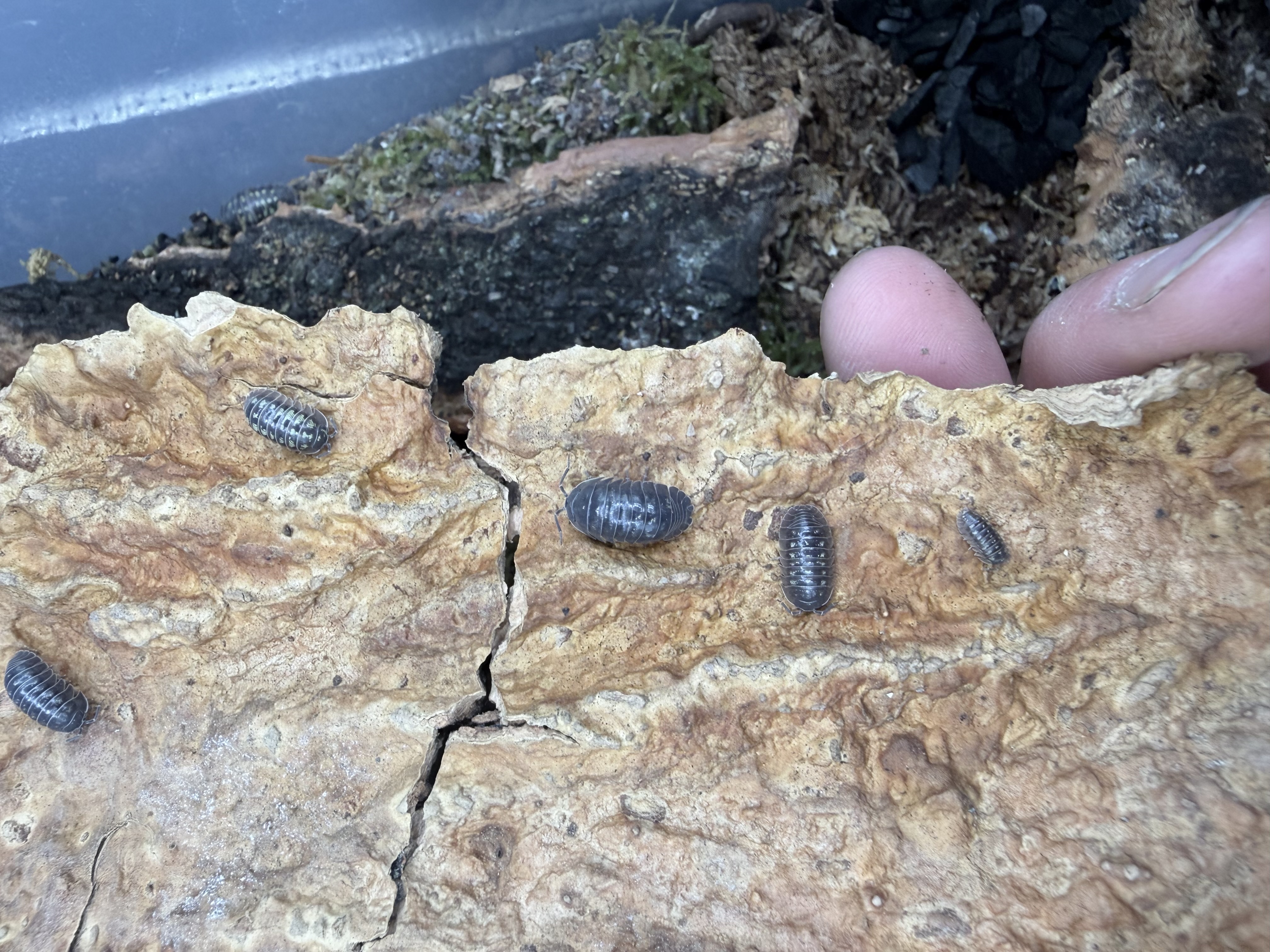 Depressum Isopods - 10 Armadillidium depressum