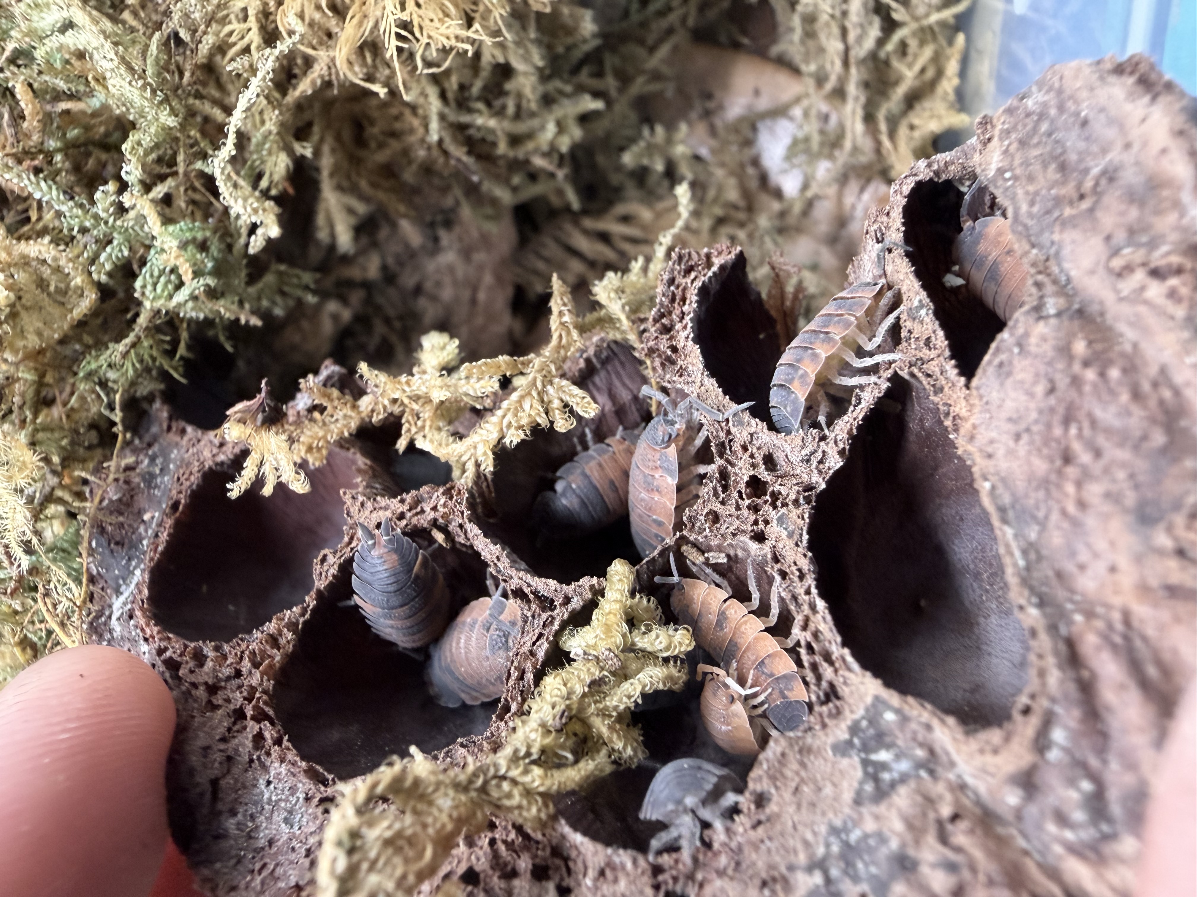 Lava Isopods - 10 Porcellio scanner