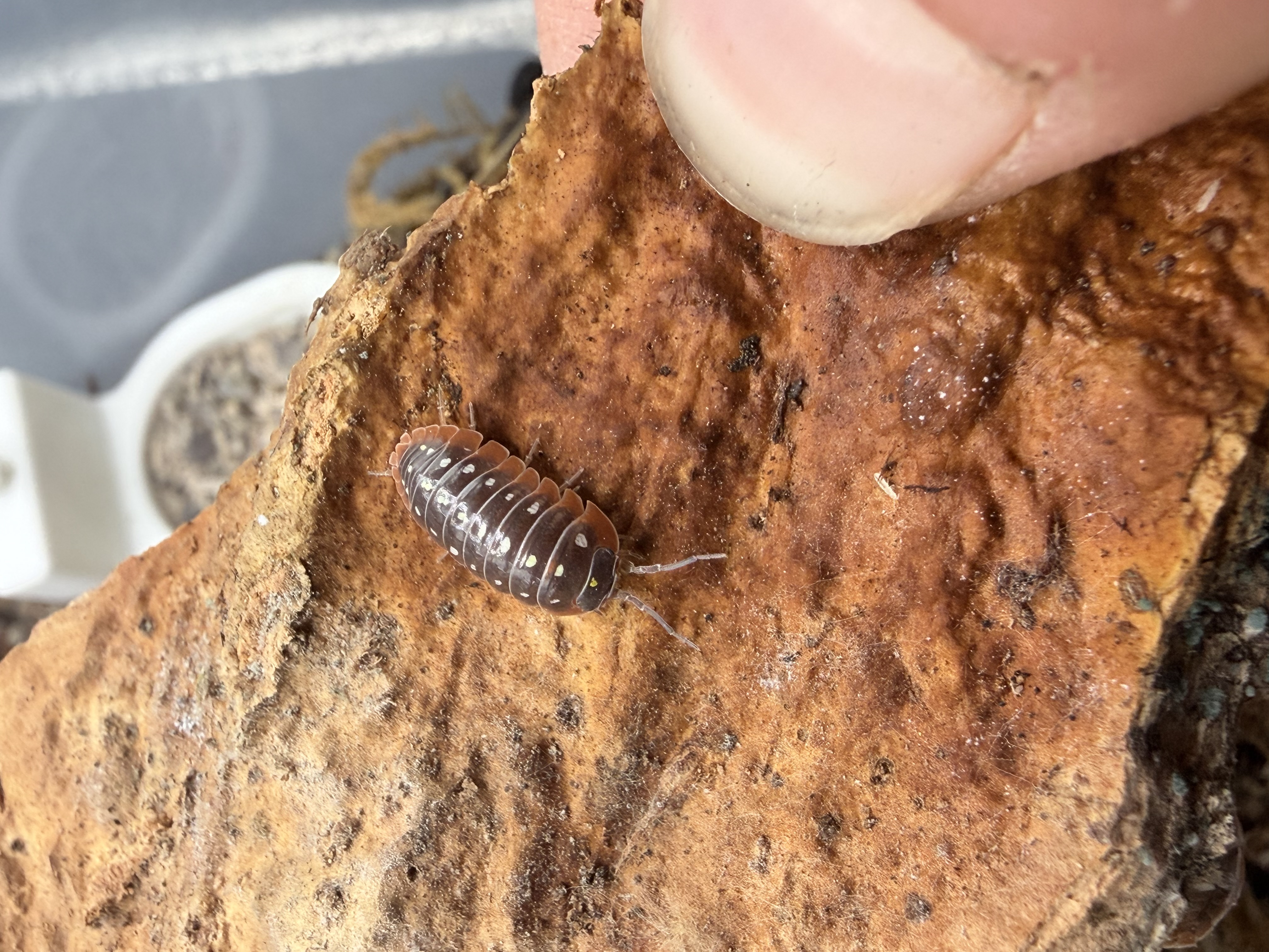 Montenegro Clown Isopods - 10 Armadillidium klugii