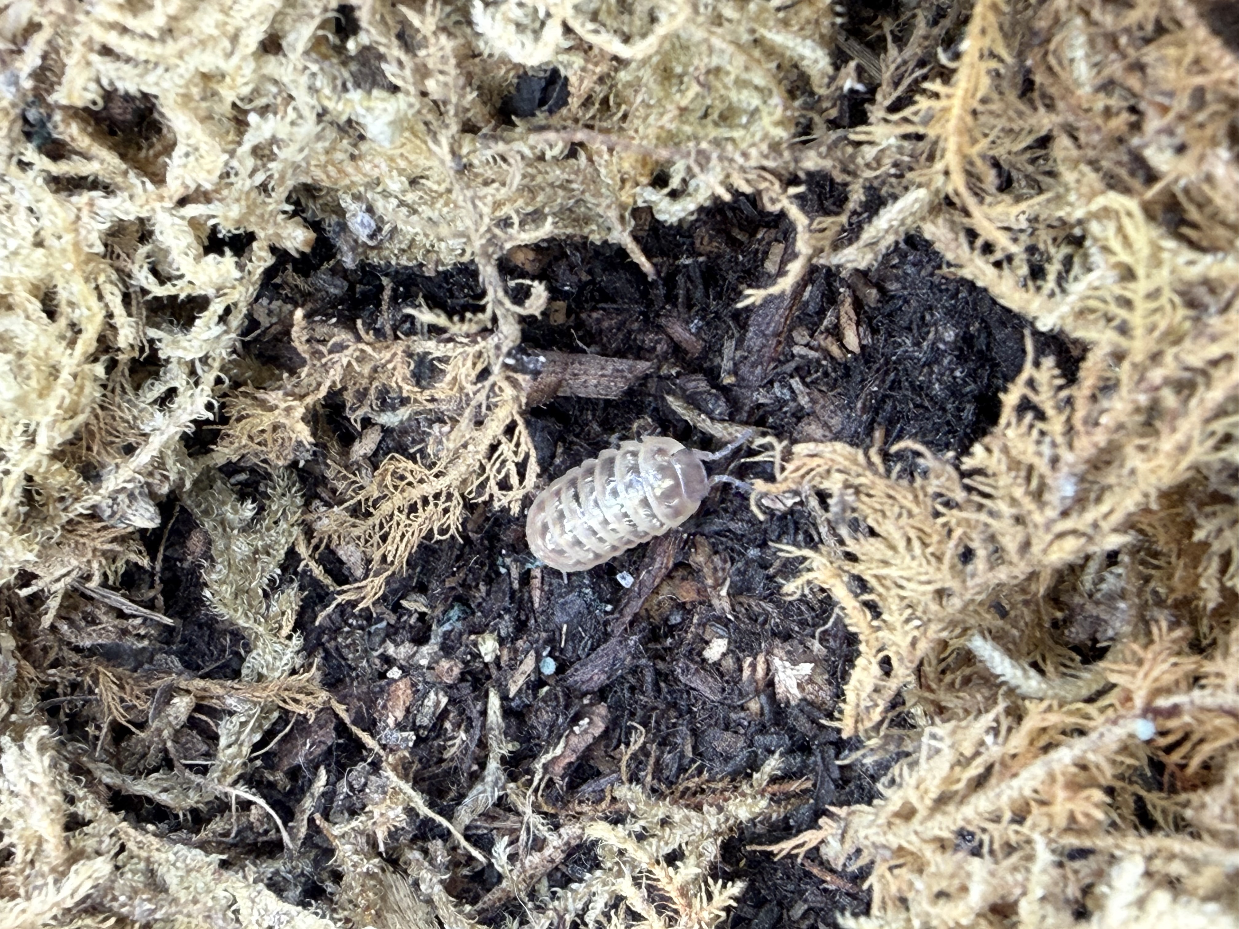 Gem Mix Isopods - 10 Armadillidium vulgare