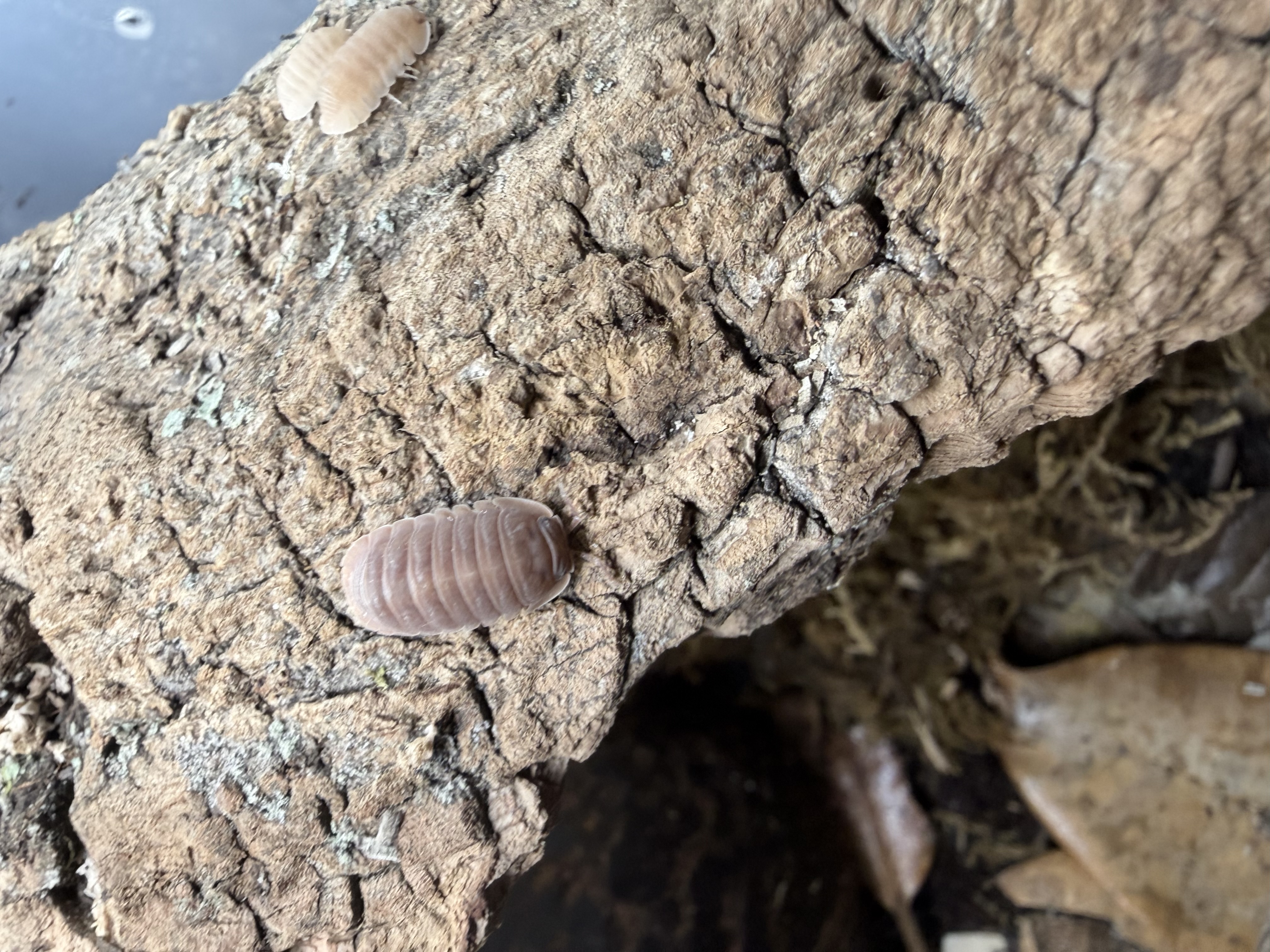 Mamey Isopods - 10 Cubaris sp. “Mamey”