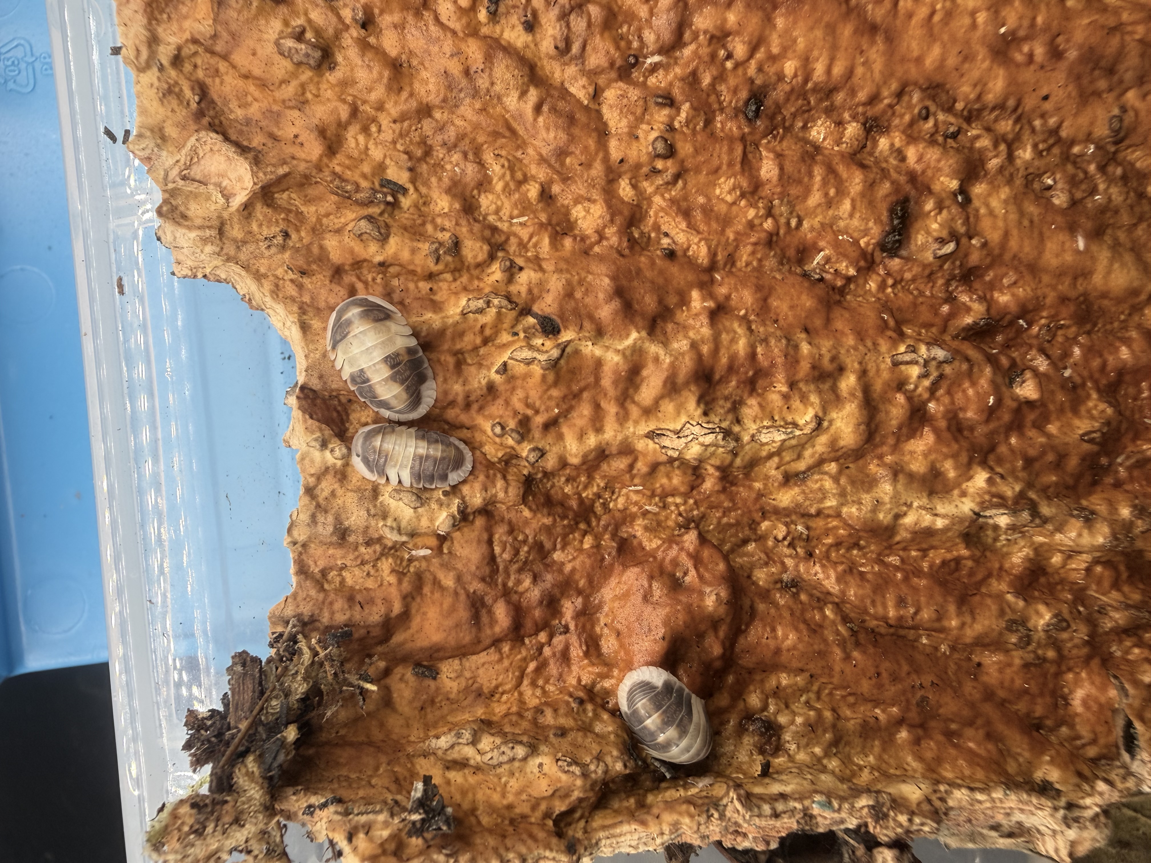 Cappuccino Isopods - Cubaris sp. “Cappucino”