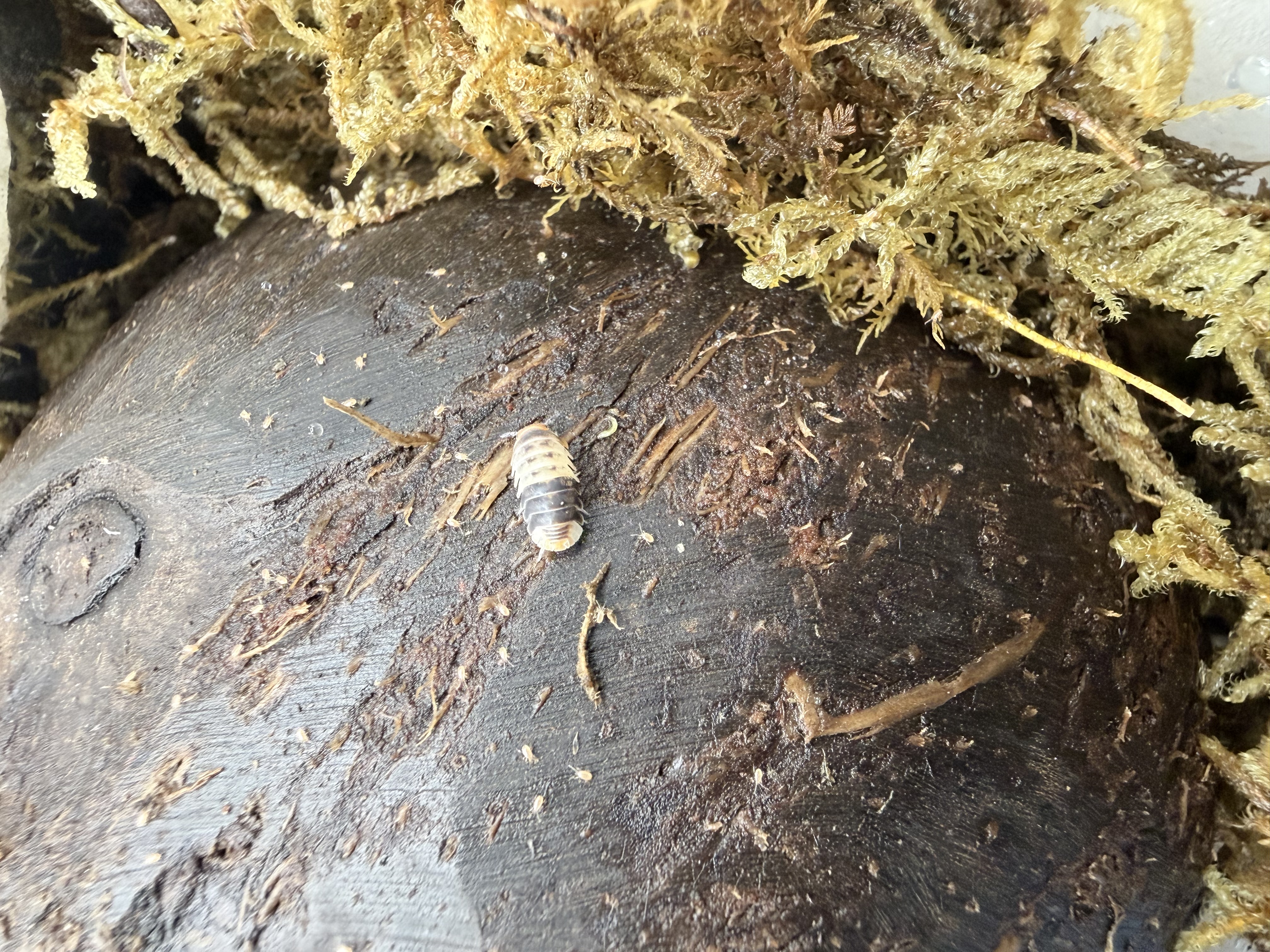 White Shark Isopods - 10 dwarf Cubaris sp. “White Shark”