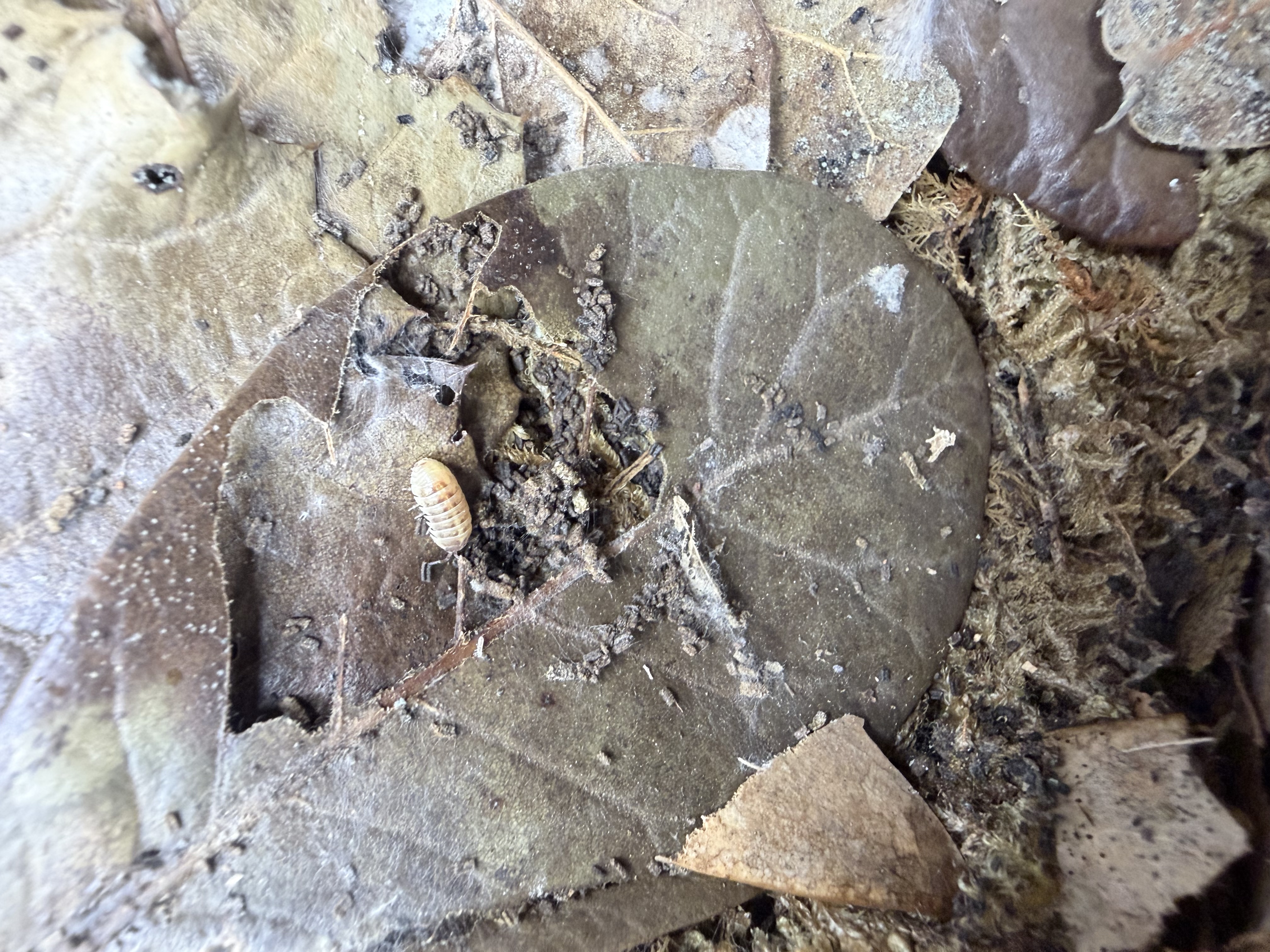 Gem Mix Isopods - 10 Armadillidium vulgare