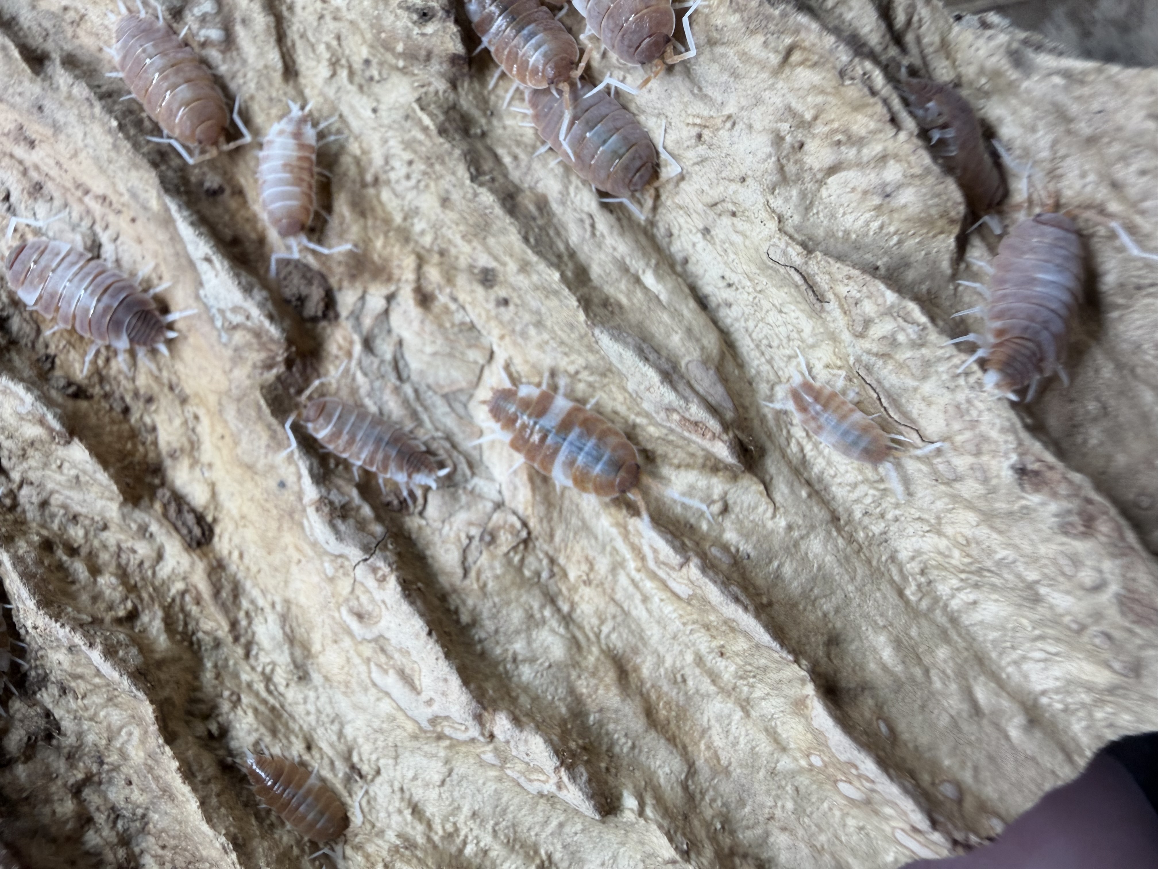Red Koi Isopods - 10 Porcellionoides pruinosus