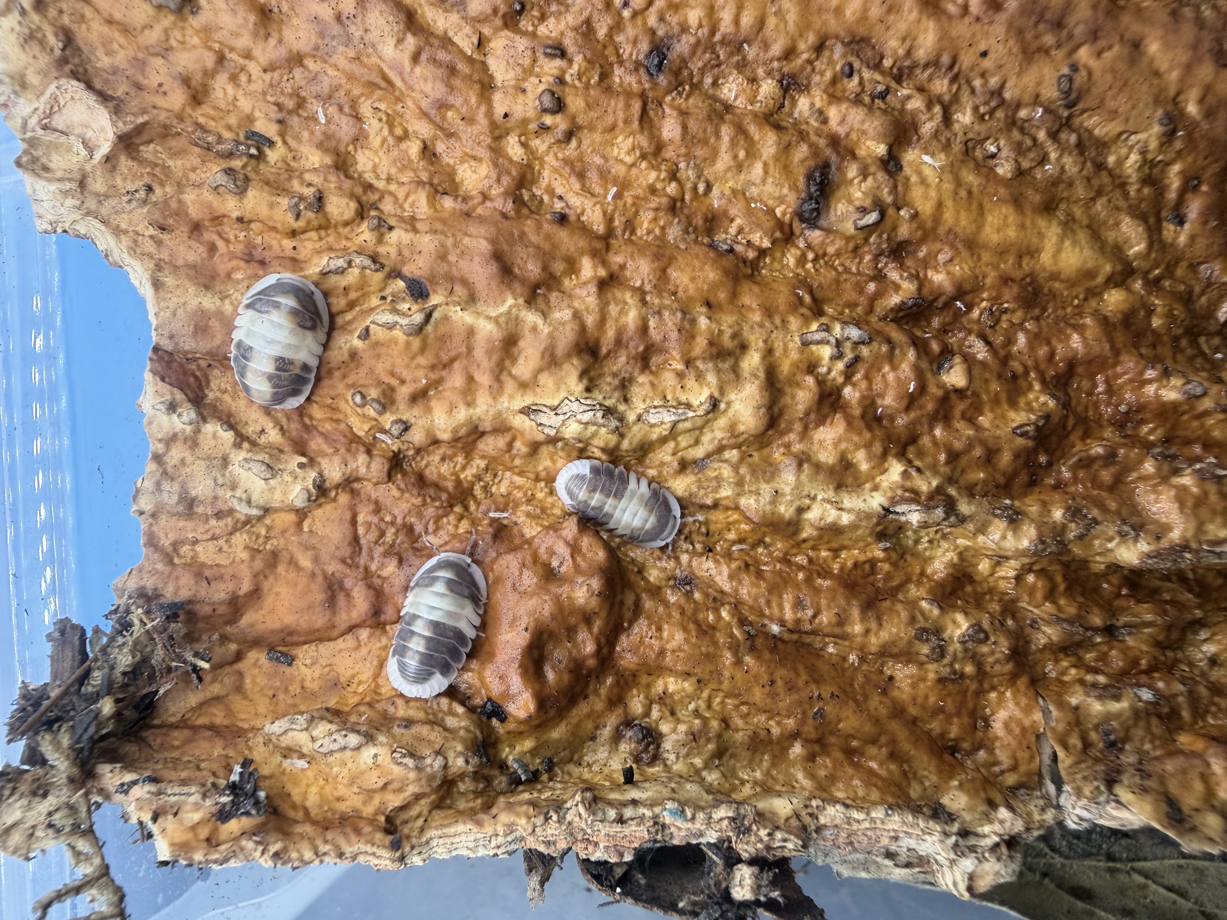 Cappuccino Isopods - Cubaris sp. “Cappucino”