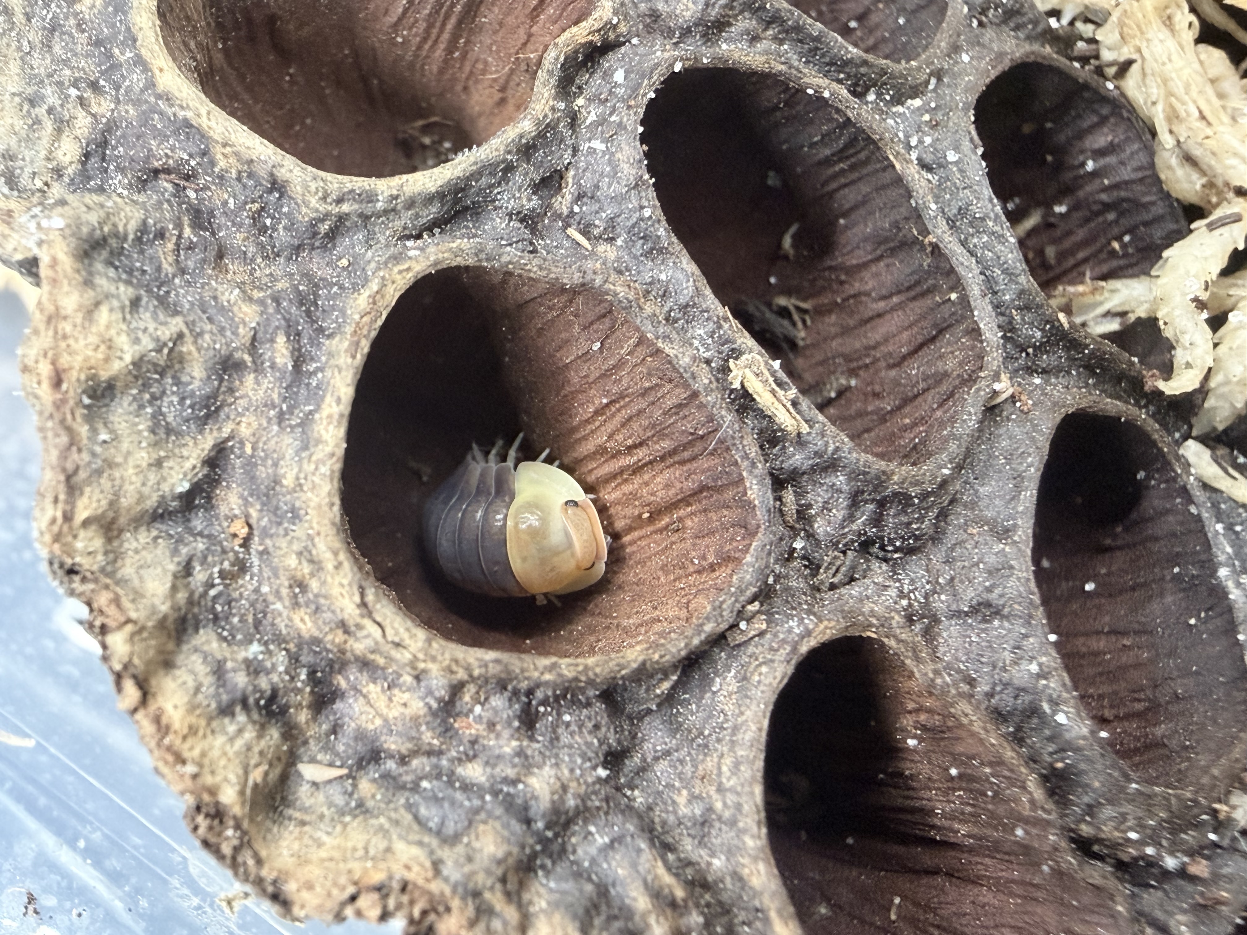 Rubber Ducky Isopods - single count Cubaris sp. "Rubber Ducky"