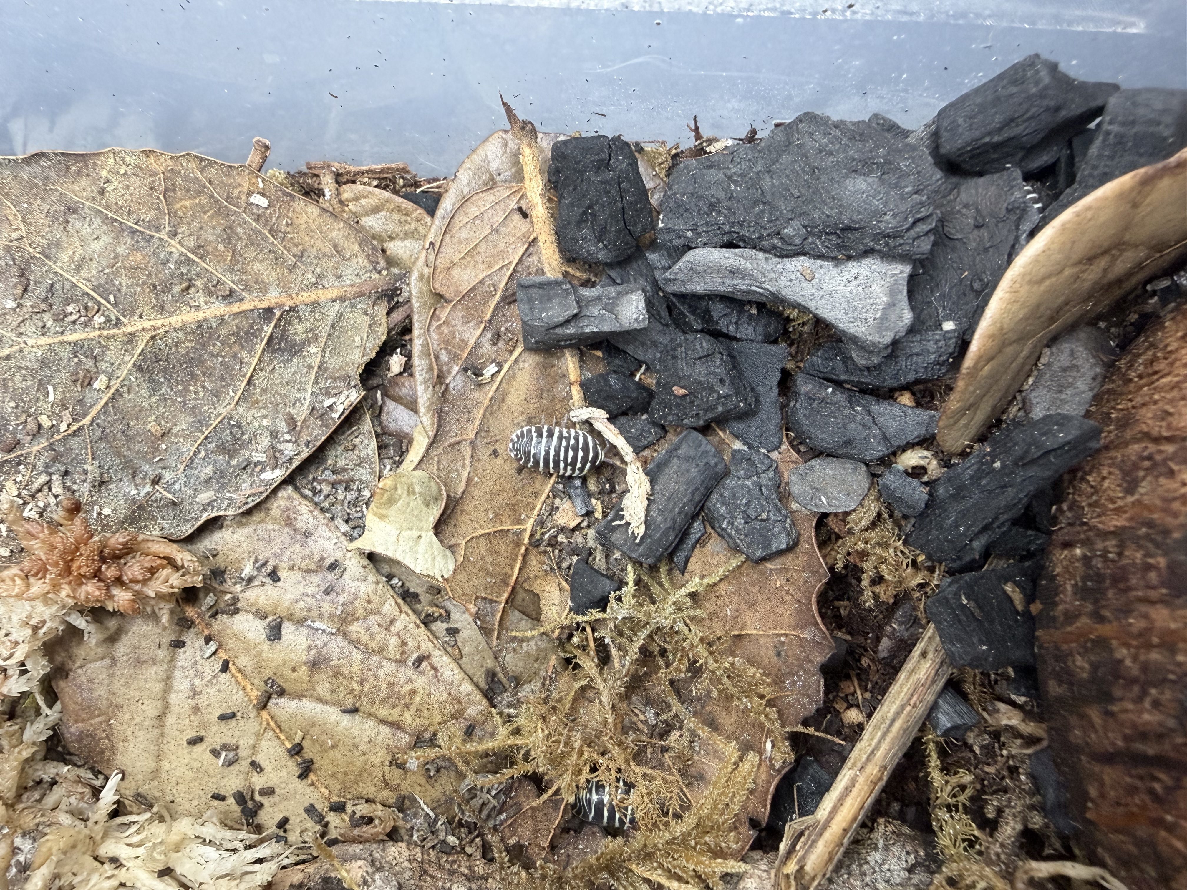 Zebra Isopods - 10 Armadillidium maculatum