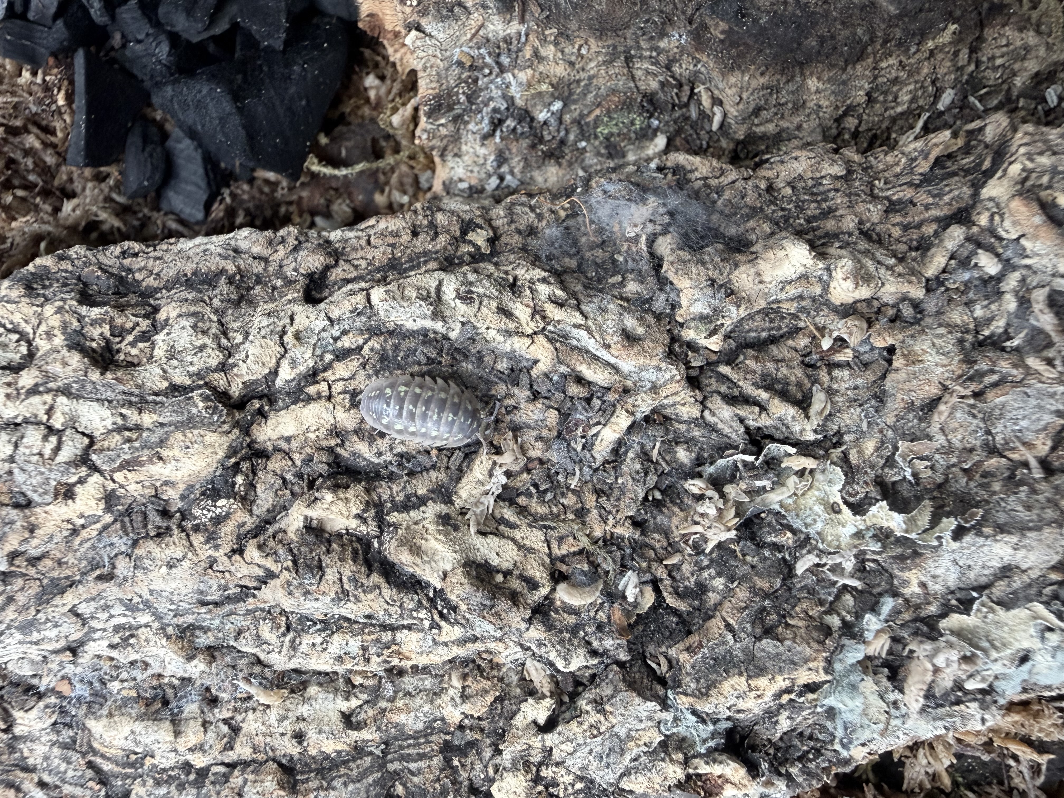 Depressum Isopods - 10 Armadillidium depressum