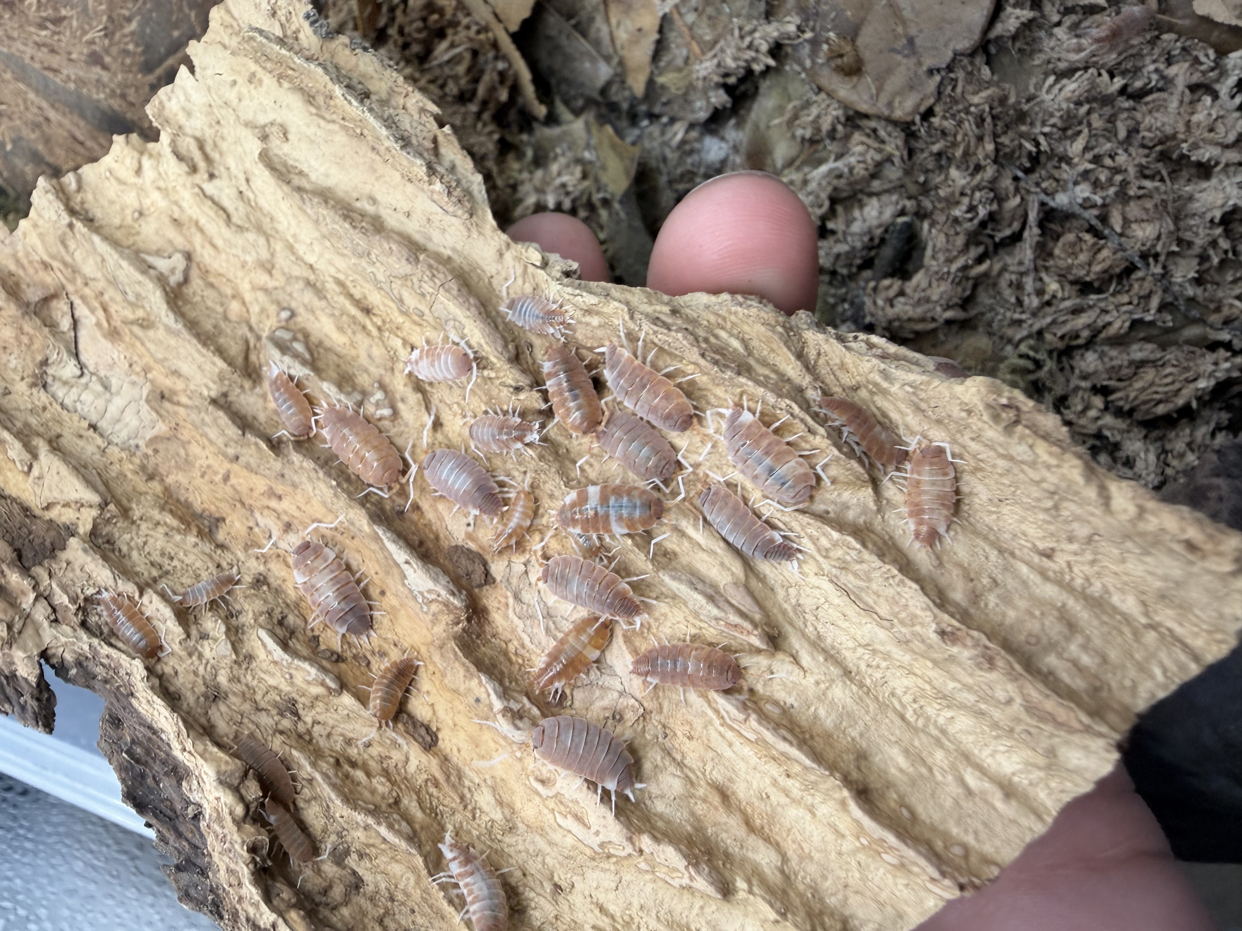 Red Koi Isopods - 10 Porcellionoides pruinosus