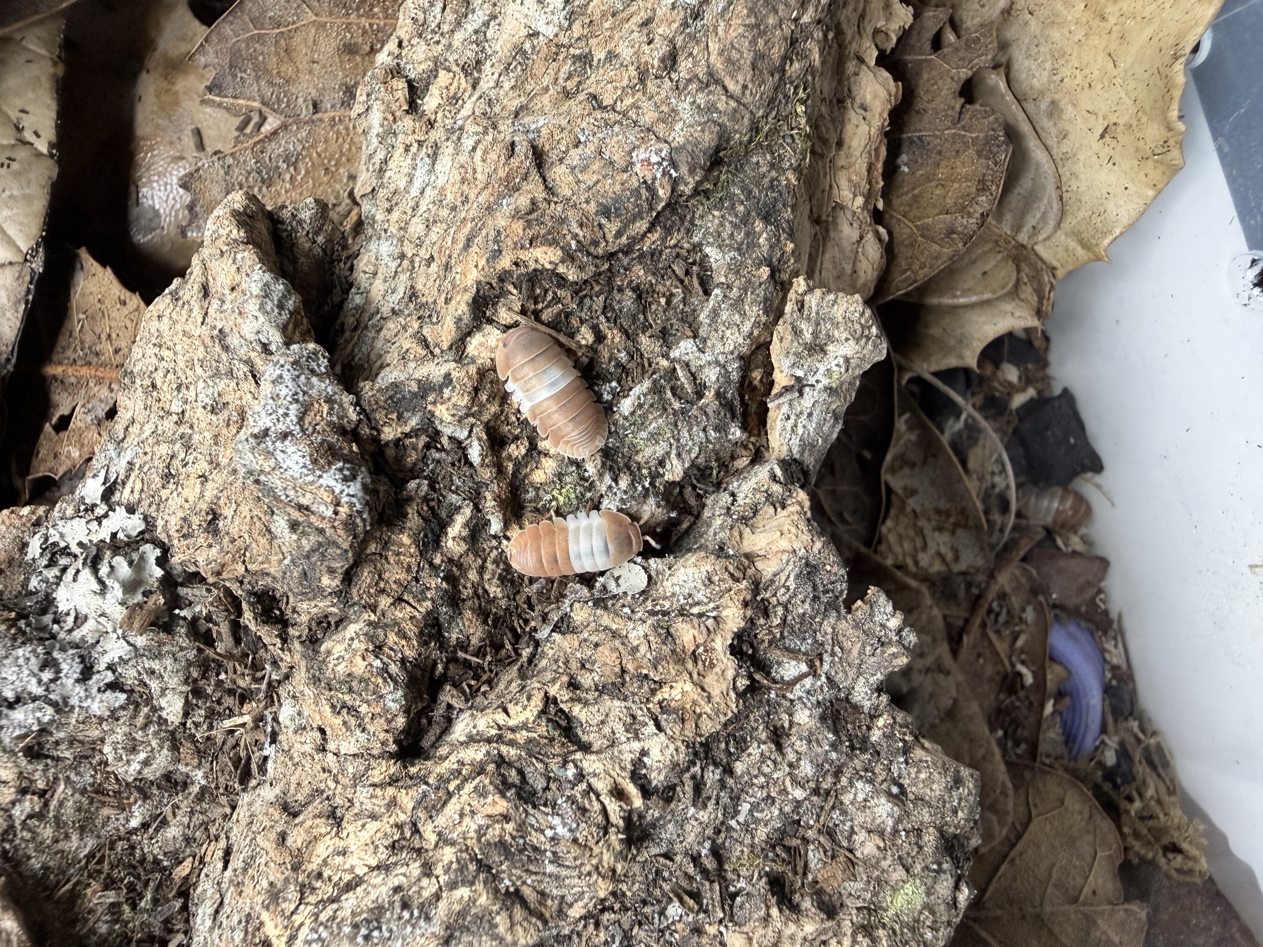 Red Panda King Isopods - 10 Cubaris sp. “Red Panda Kings”