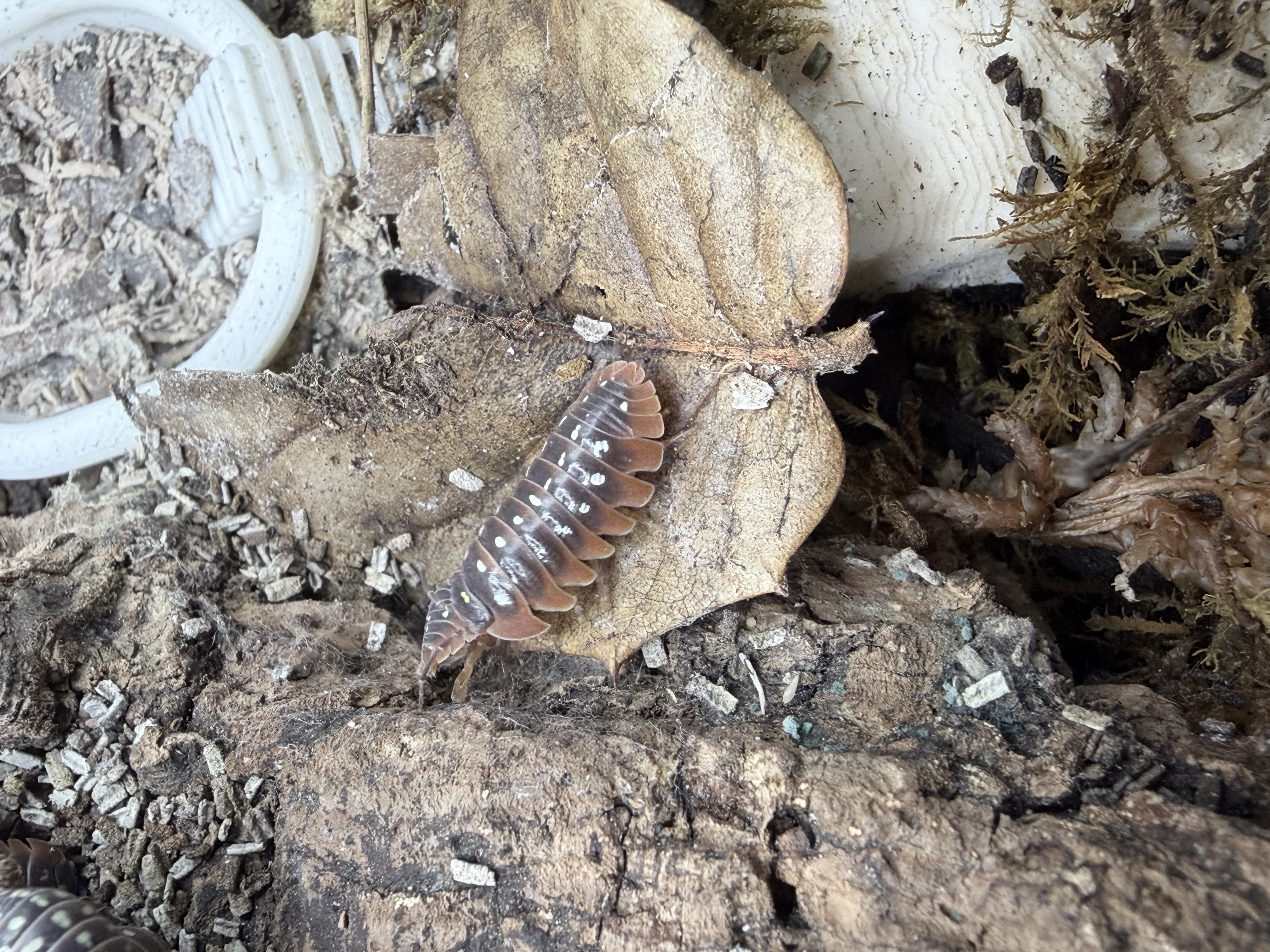 Montenegro Clown Isopods - 10 Armadillidium klugii