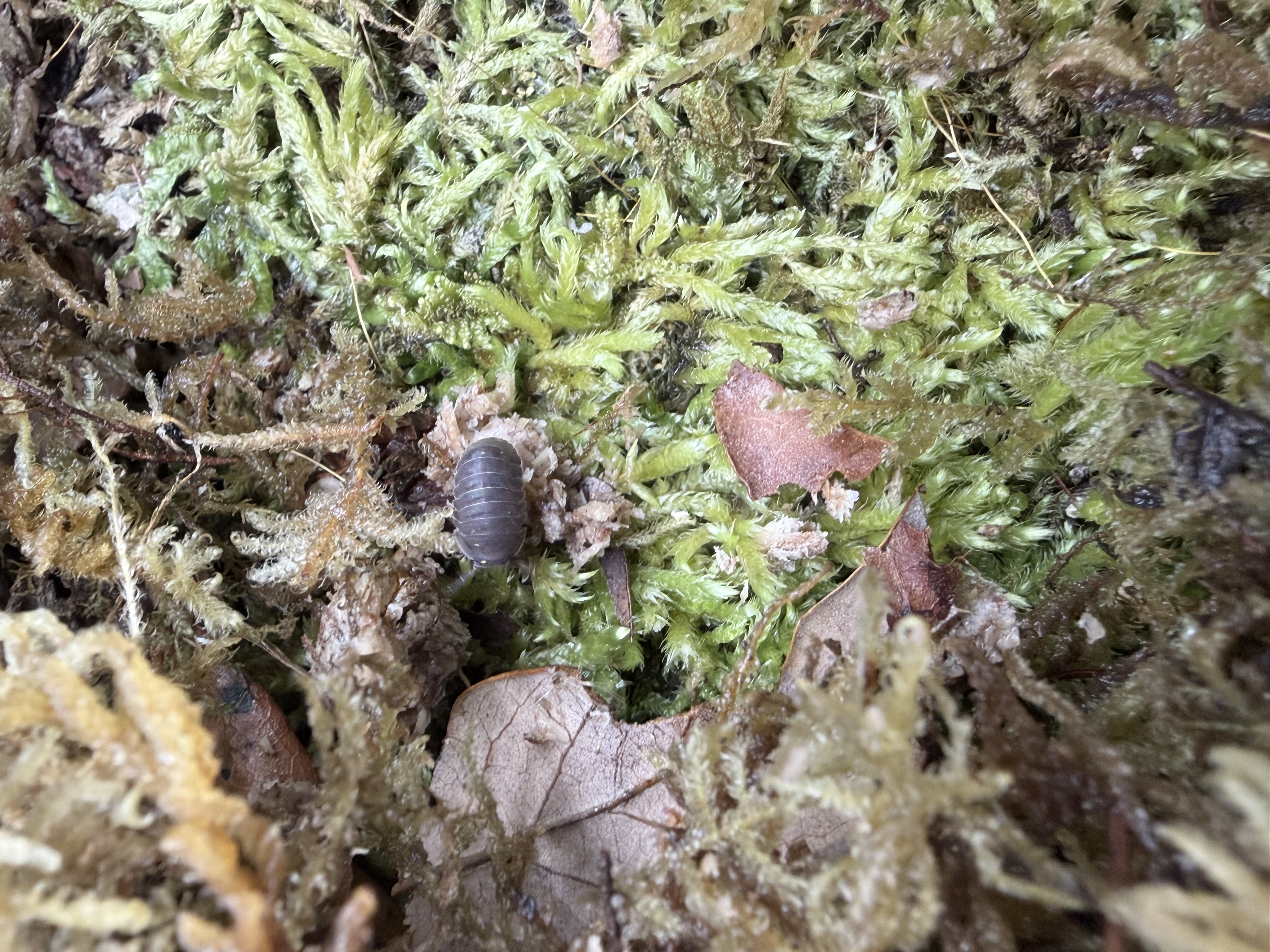 Mermaid Mix Isopods - 10 various Cubaris murina