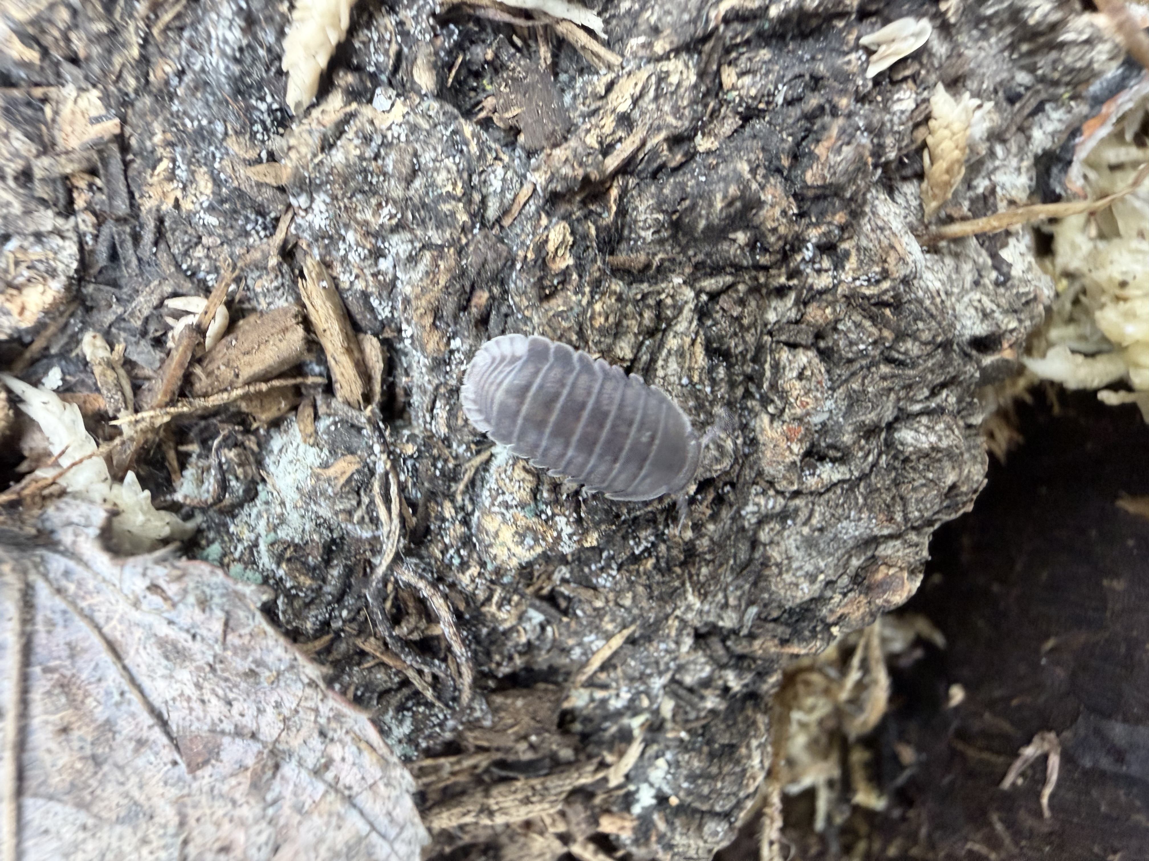 Penguin Isopods - 10 Cubaris sp. "Penguin"