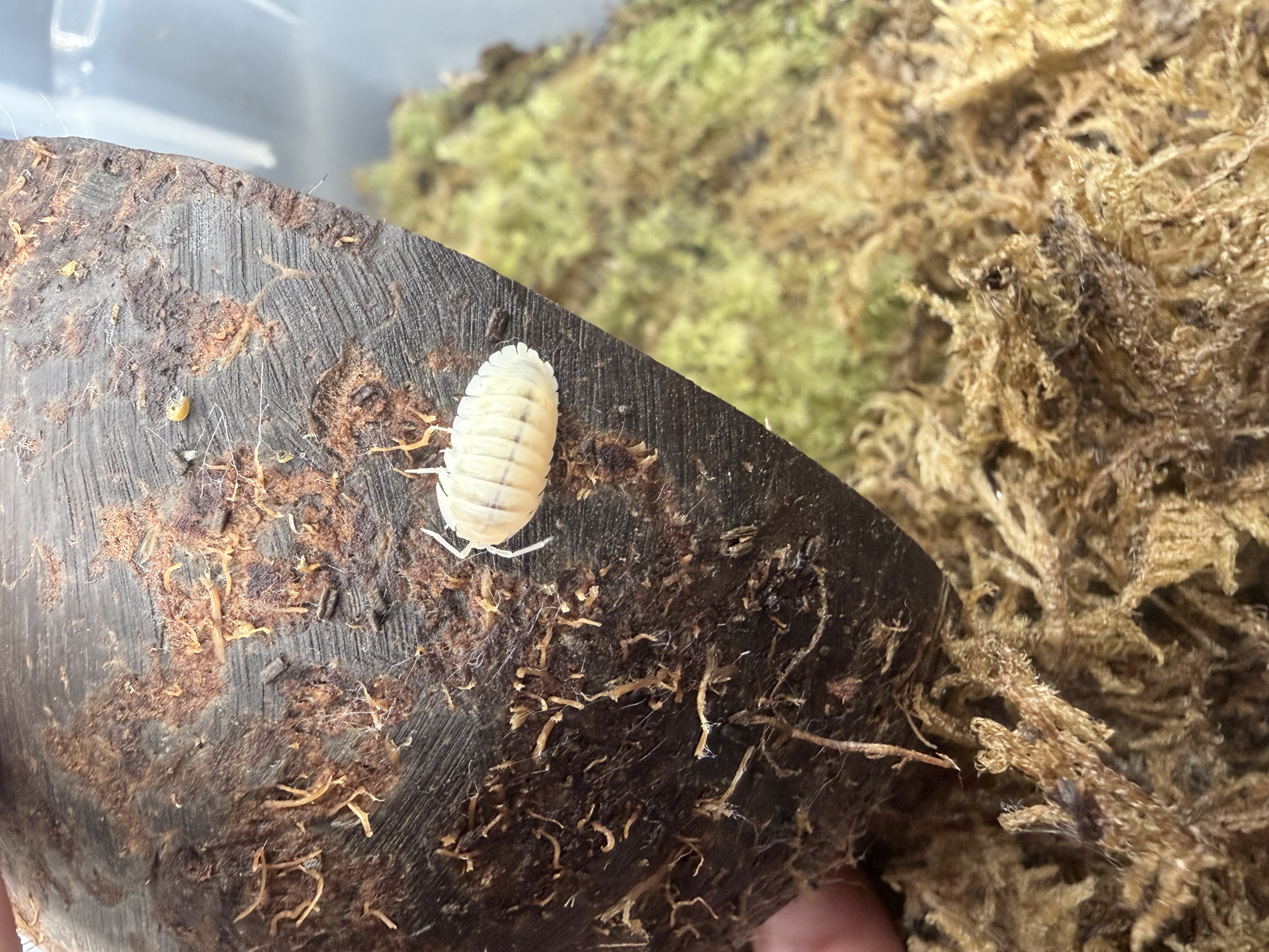 Pearl Isopods - 10 Cubaris murina "Pearl"