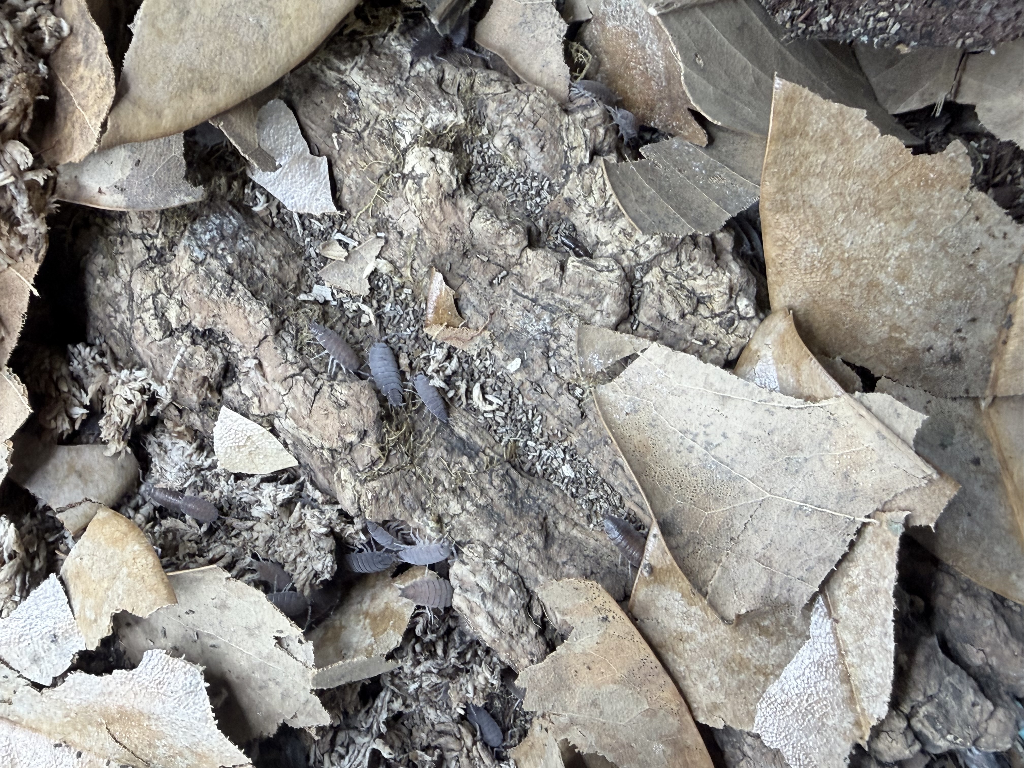 Flowery Blue Isopods - 10 Porcellionides floria