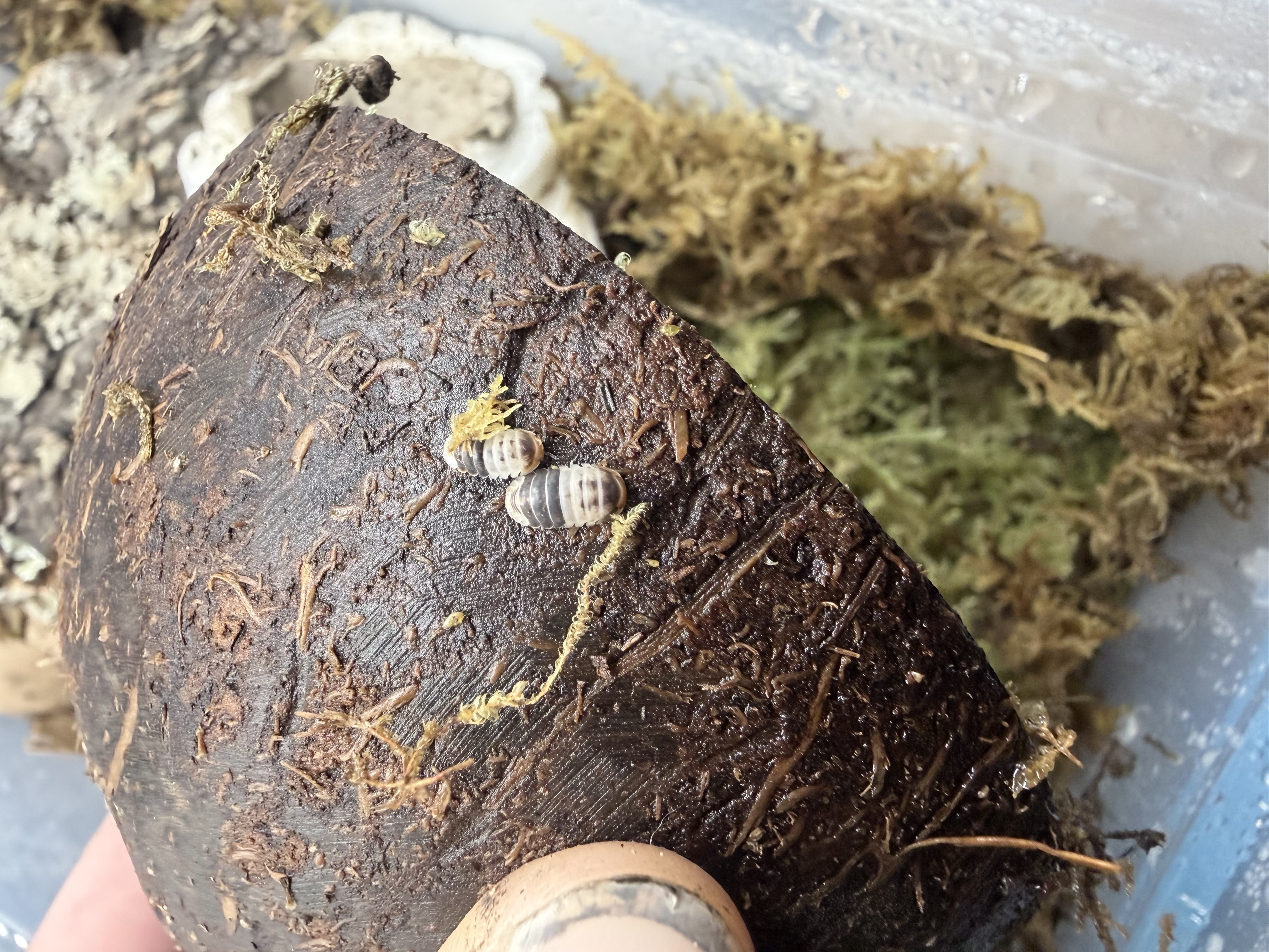 White Shark Isopods - 10 dwarf Cubaris sp. “White Shark”