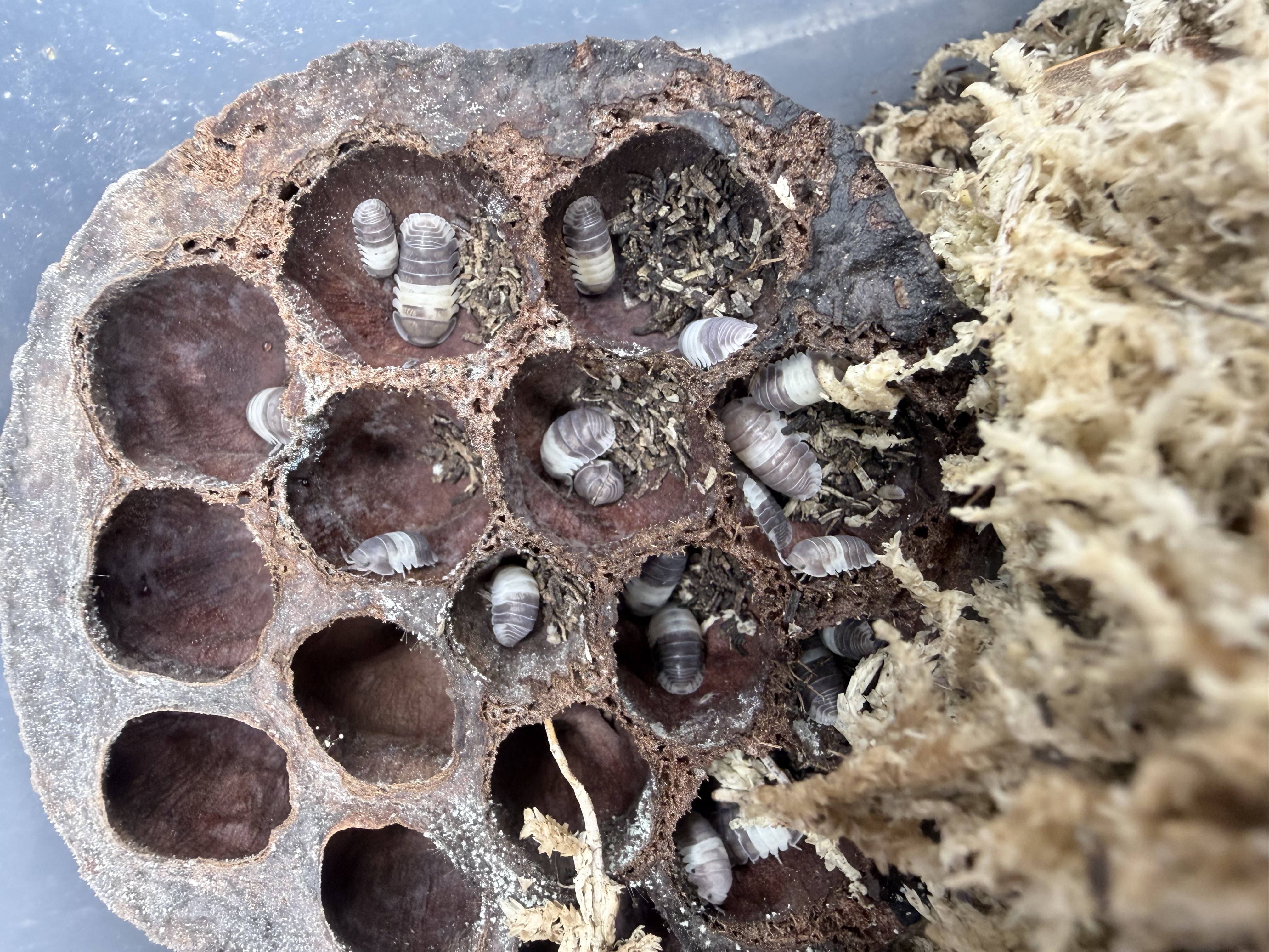 Panda King Isopods - 10 Cubaris sp. “Panda King”