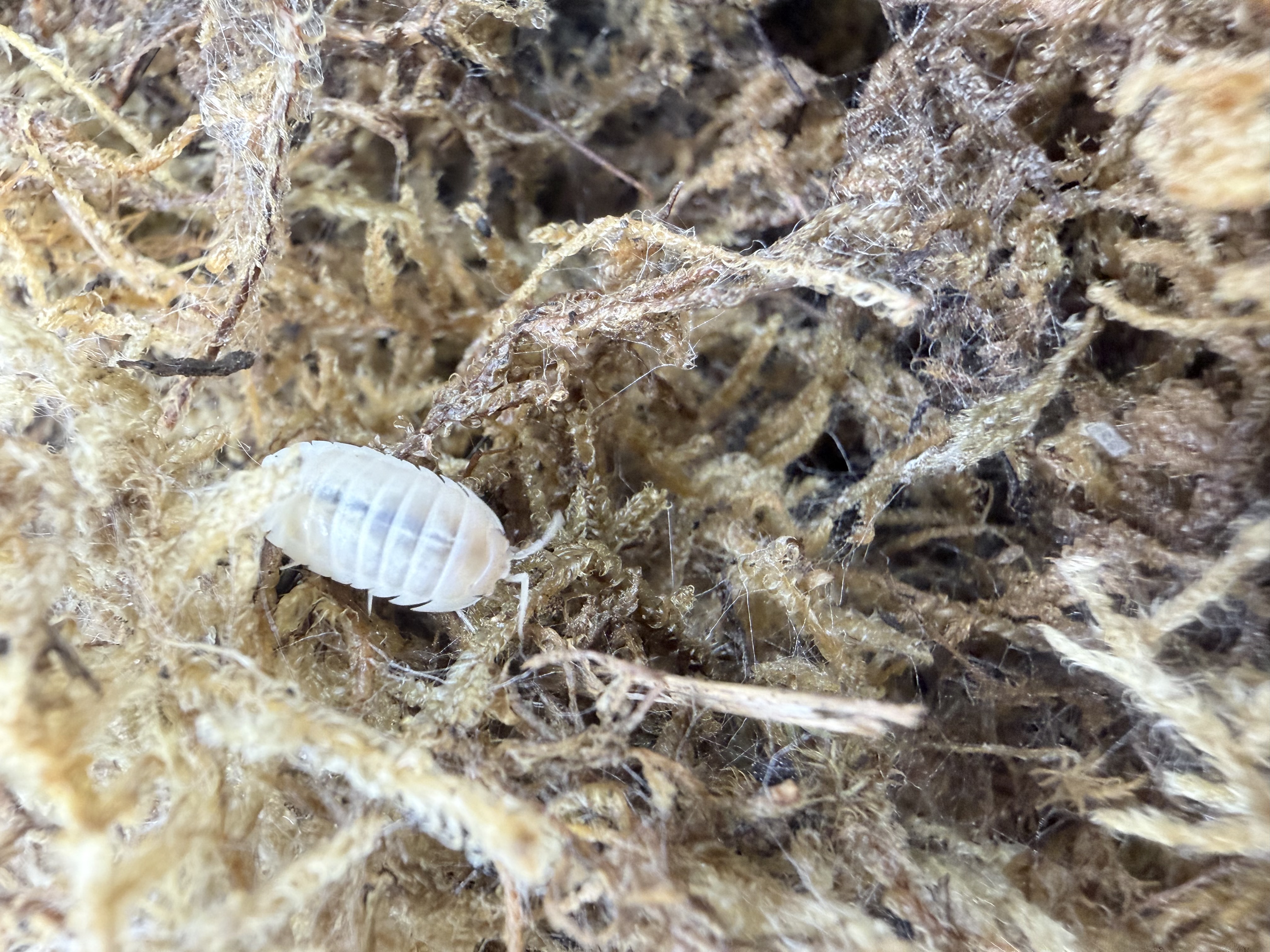 Pearl Isopods - 10 Cubaris murina "Pearl"