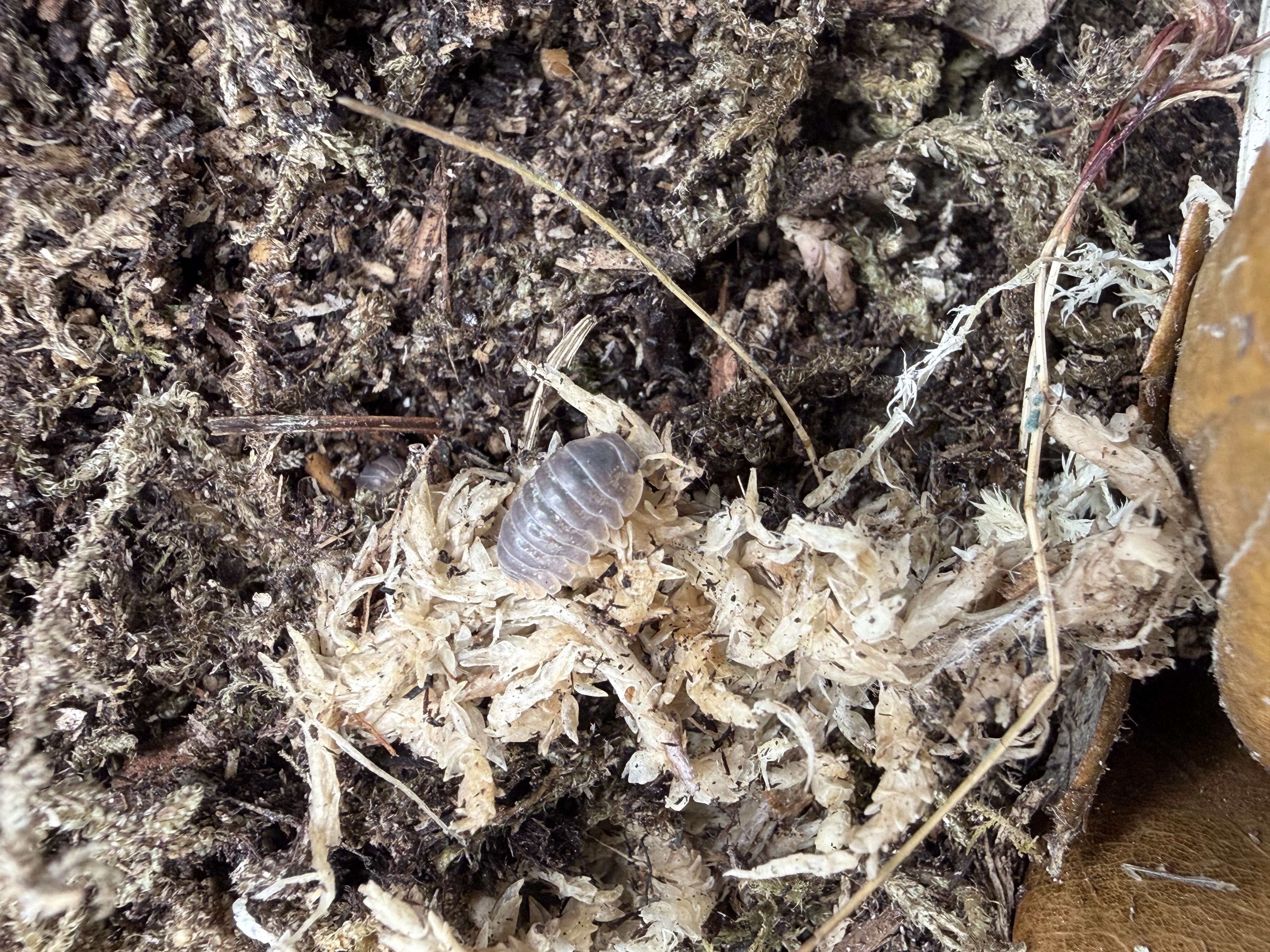 Miyako Isopods - 10 Cubaris sp. “Miyako”