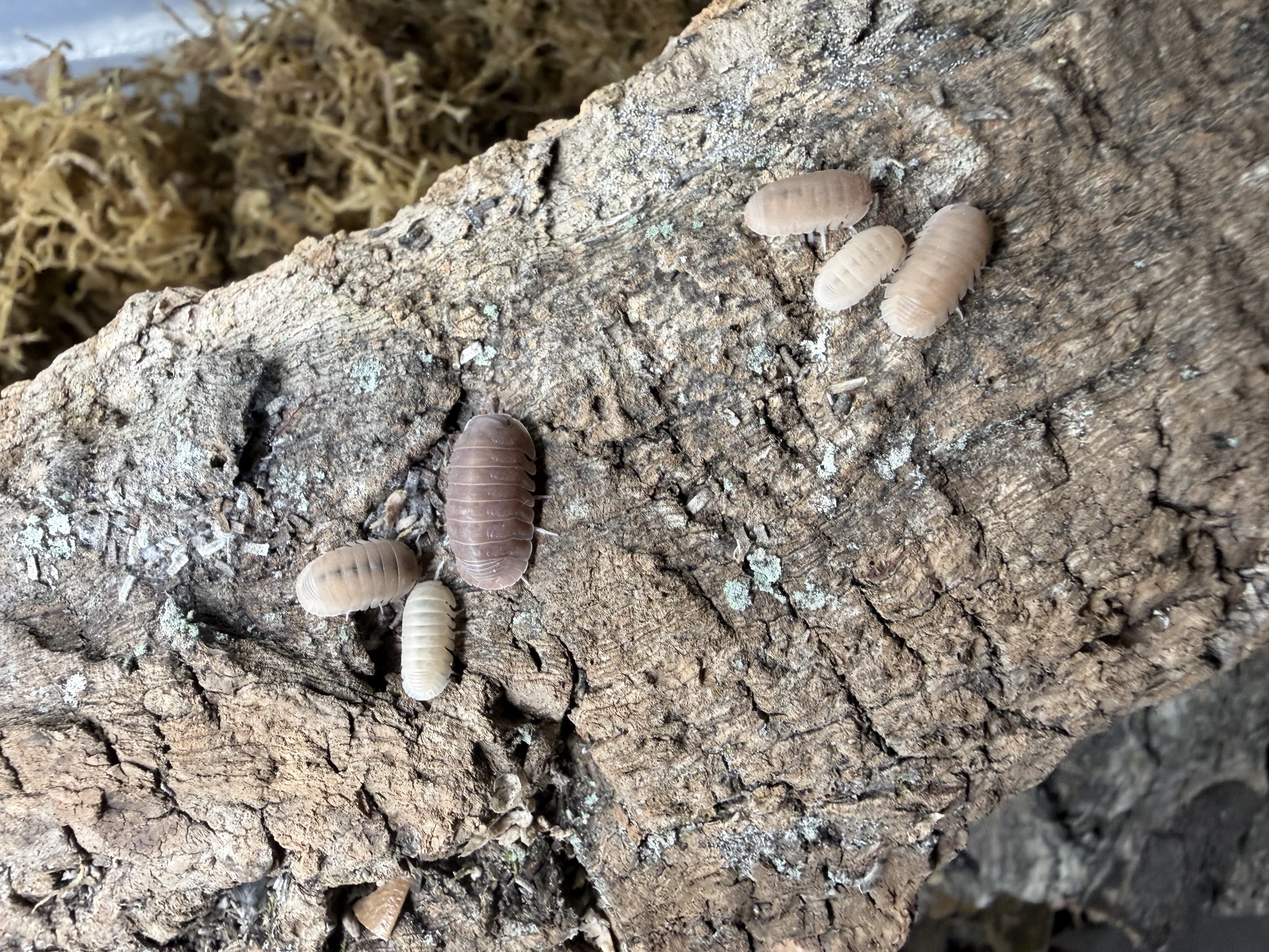 Mamey Isopods - 10 Cubaris sp. “Mamey”