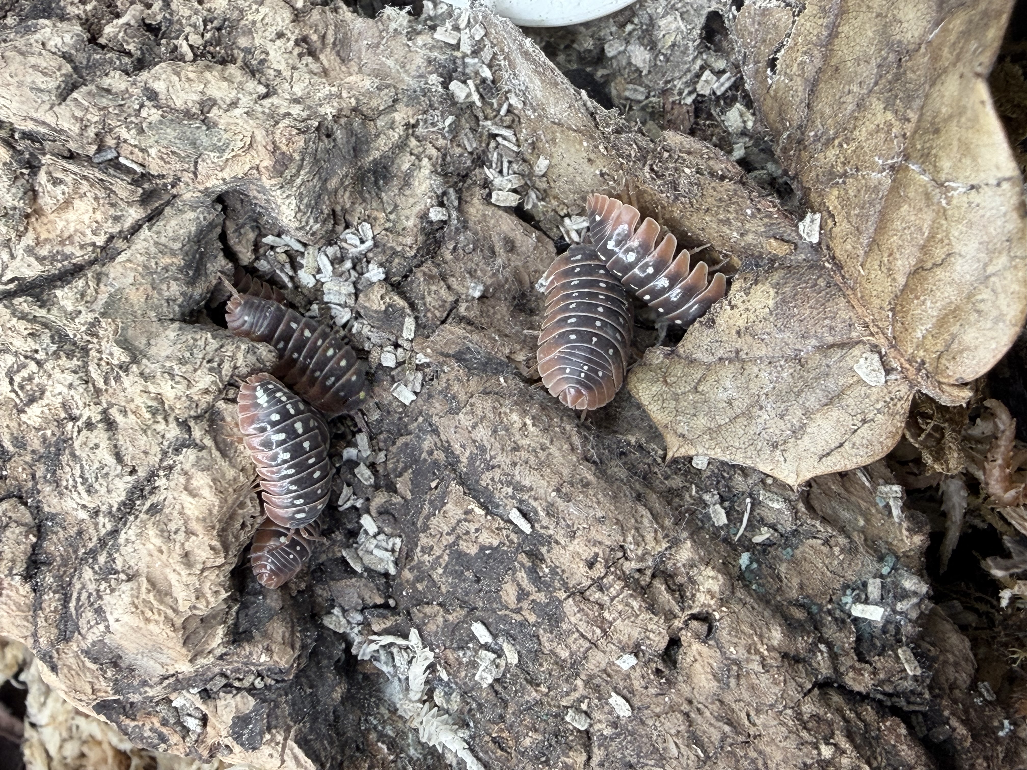 Montenegro Clown Isopods - 10 Armadillidium klugii