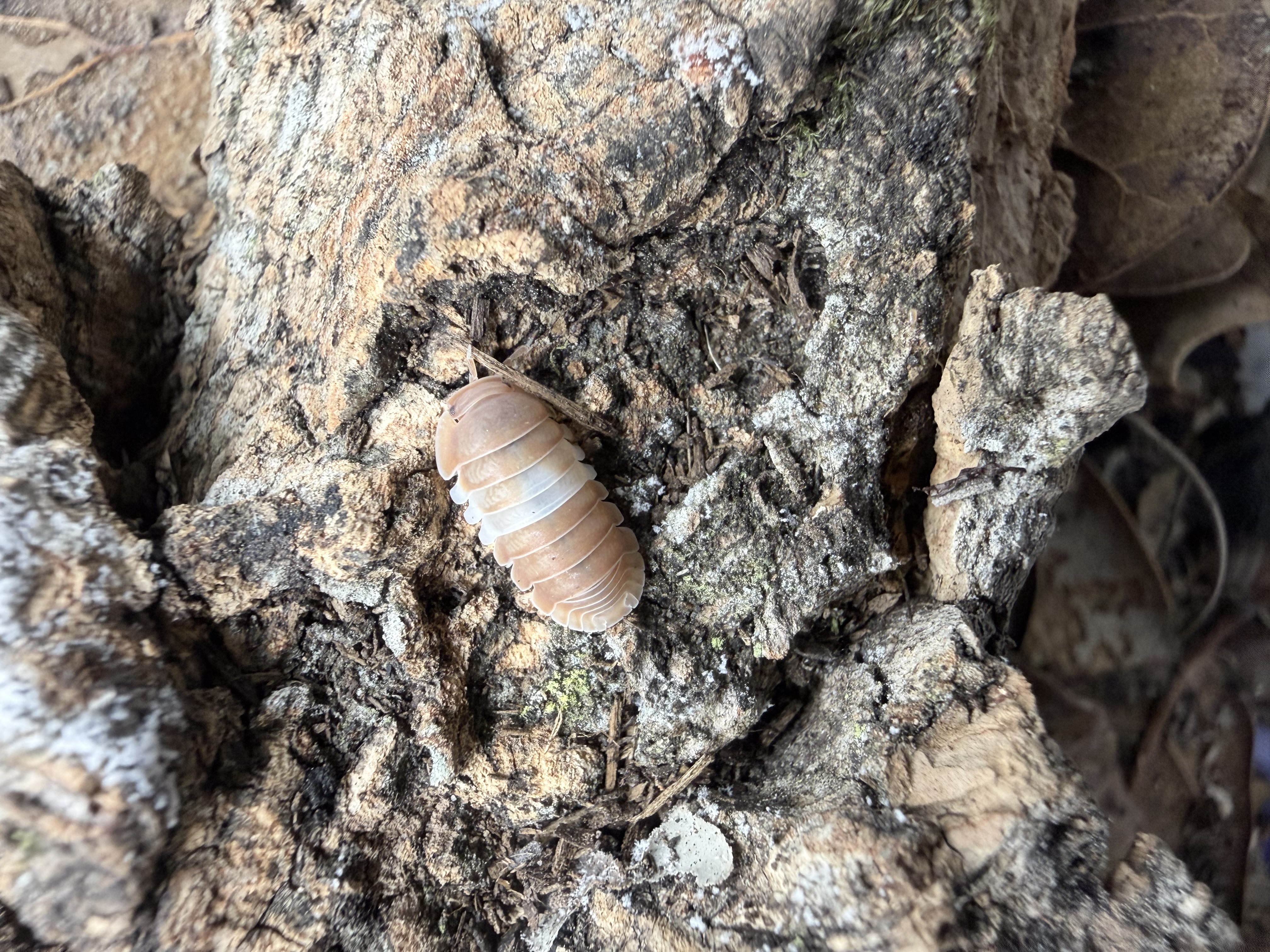 Red Panda King Isopods - 10 Cubaris sp. “Red Panda Kings”