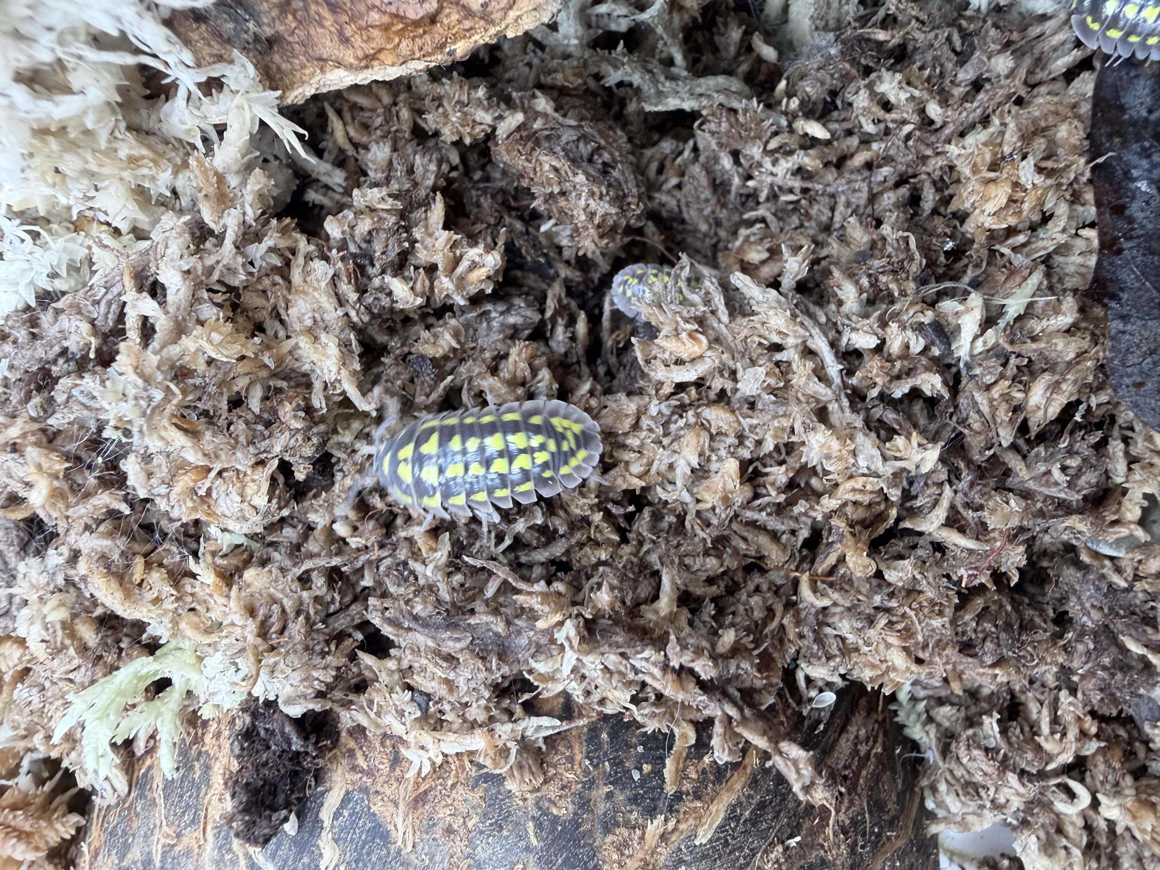 Gestroi Isopods - 10 Armadillidium gestroi