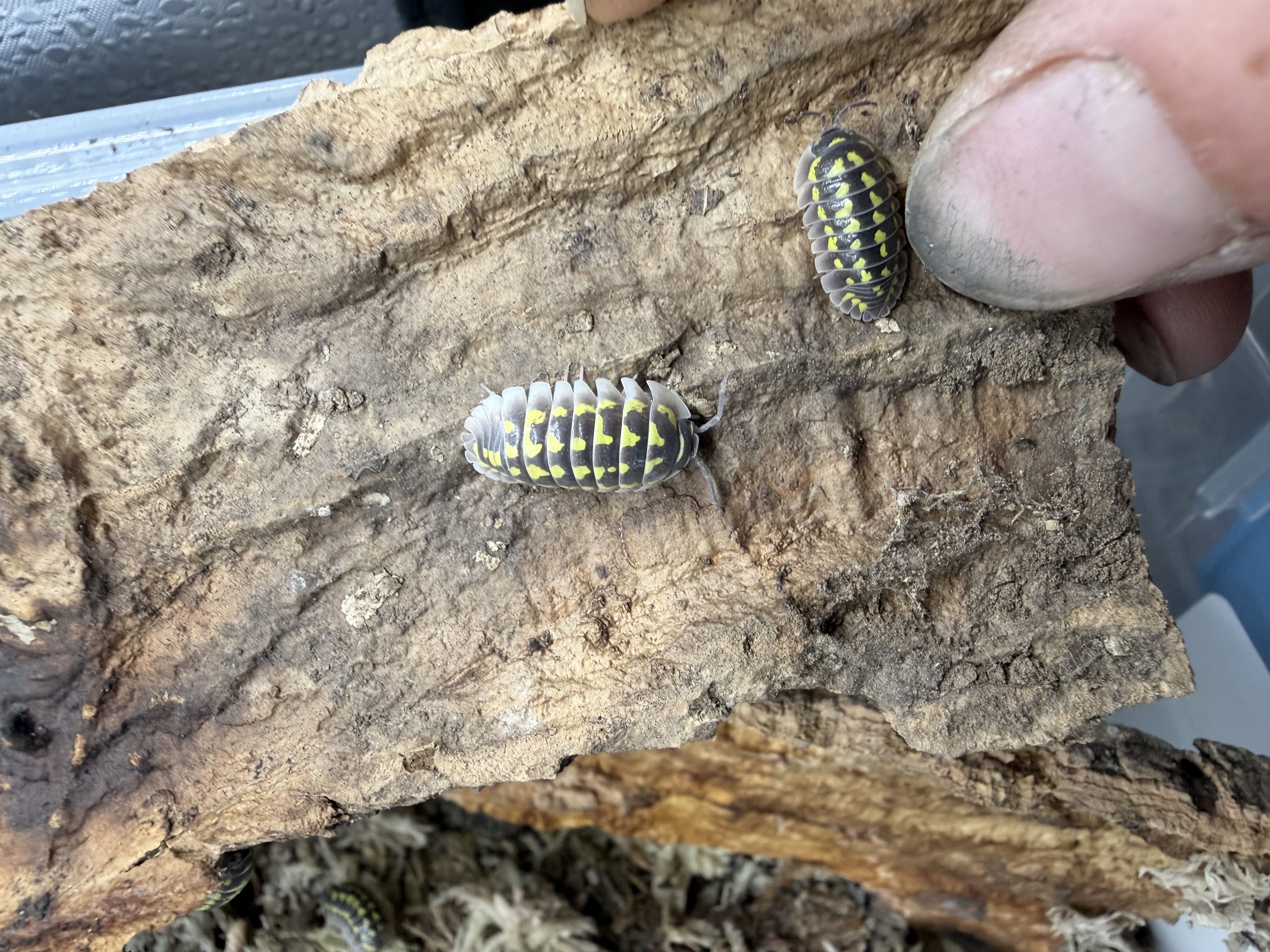Gestroi Isopods - 10 Armadillidium gestroi