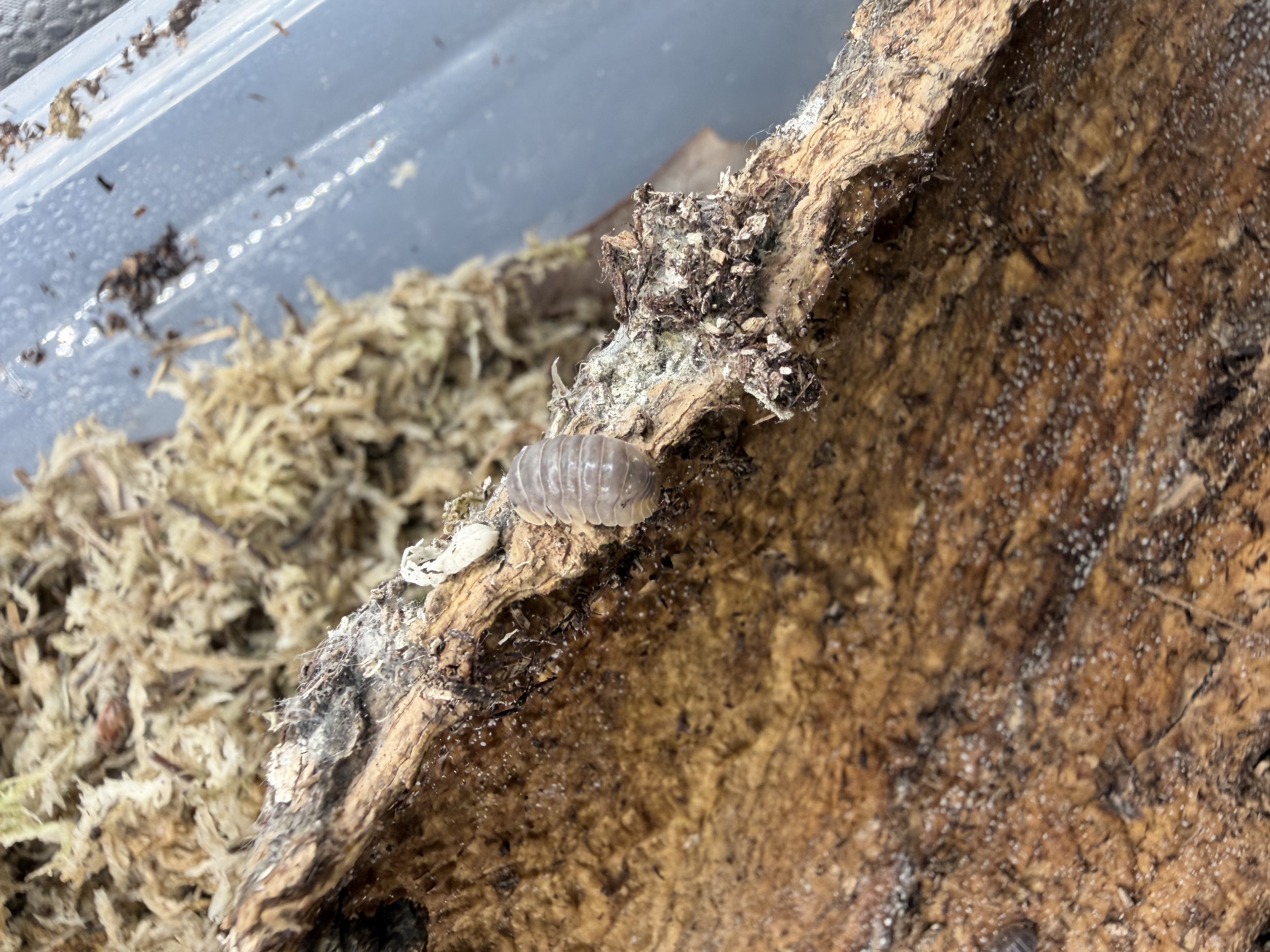 Miyako Isopods - 10 Cubaris sp. “Miyako”