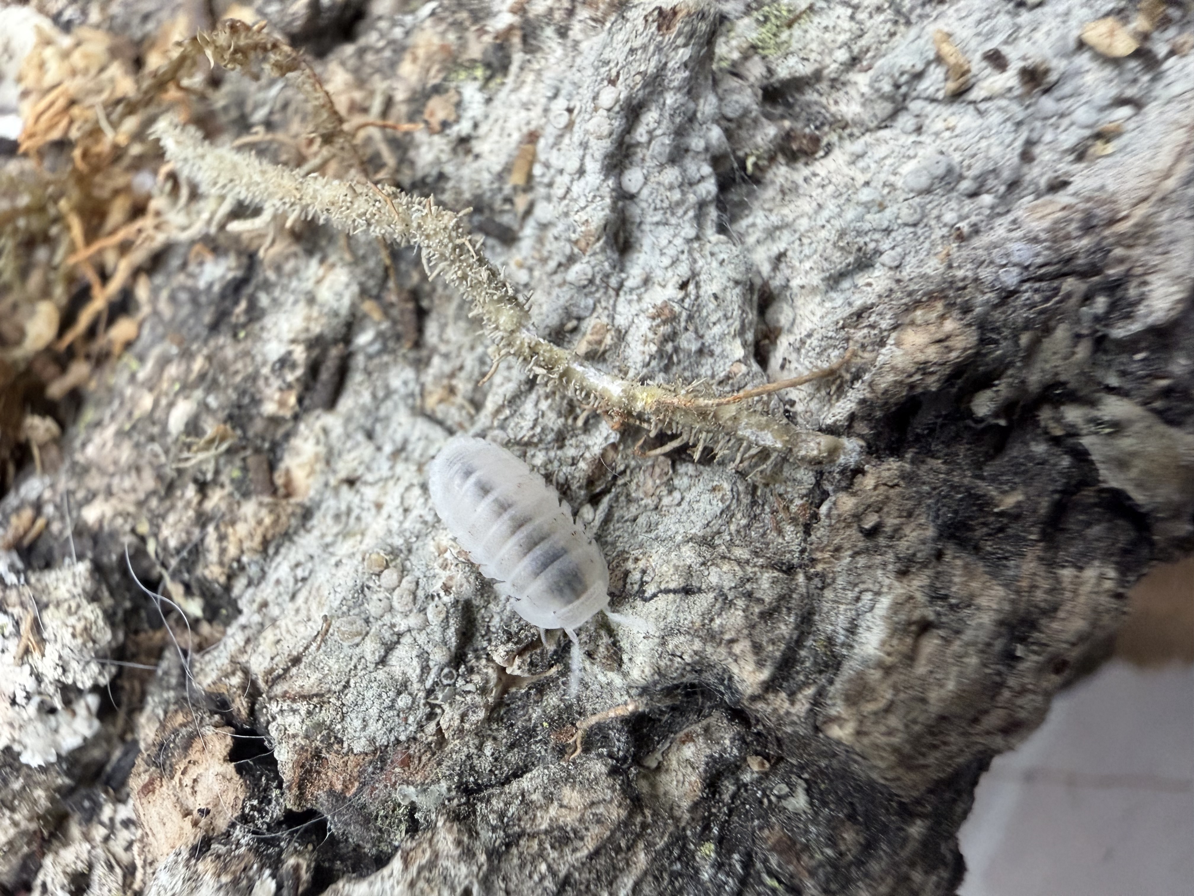 Glacier Isopods - 10 Cubaris murina “Glacier”