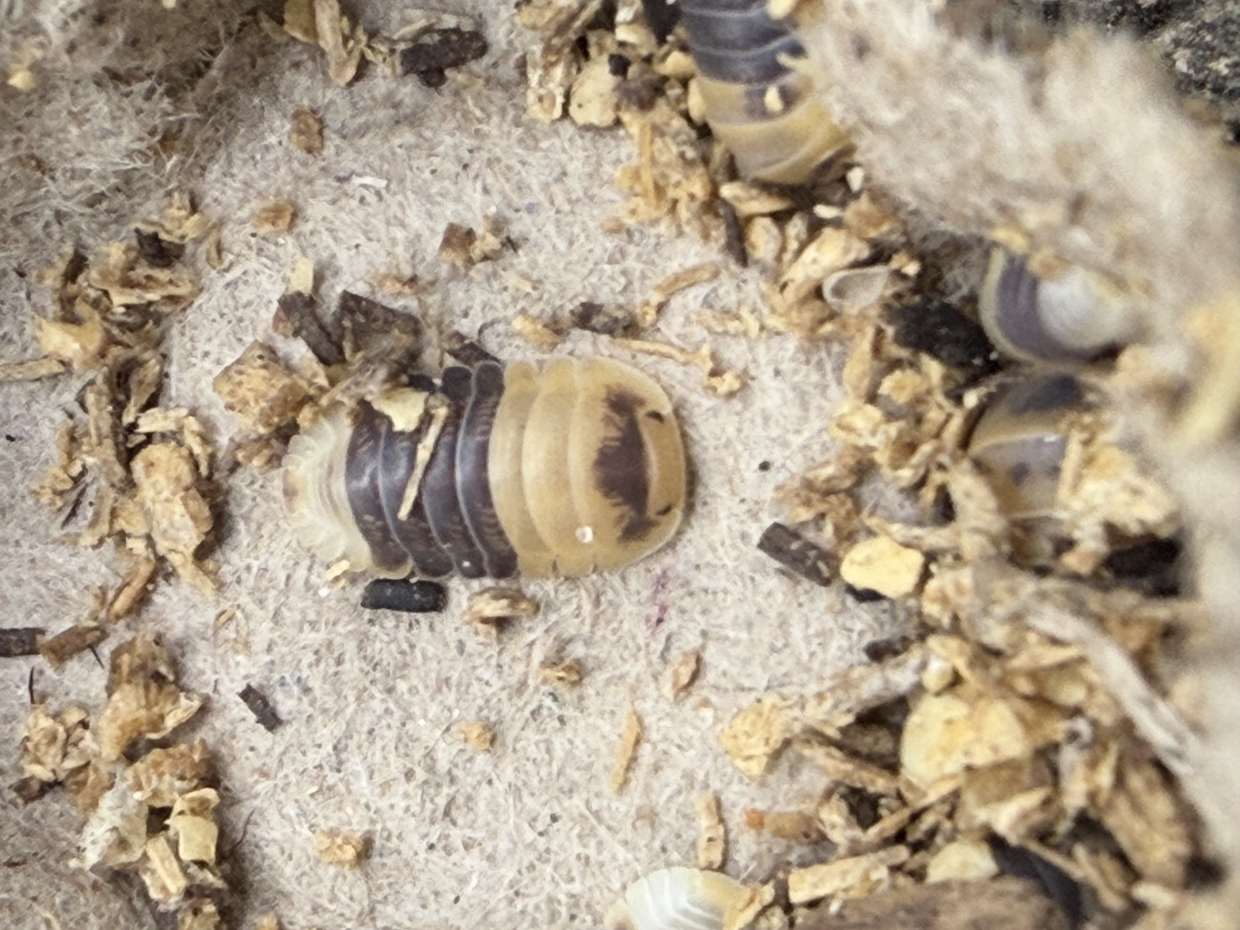 Bumble Bee Isopods - 10 Cubaris sp. “Bumble Bee”