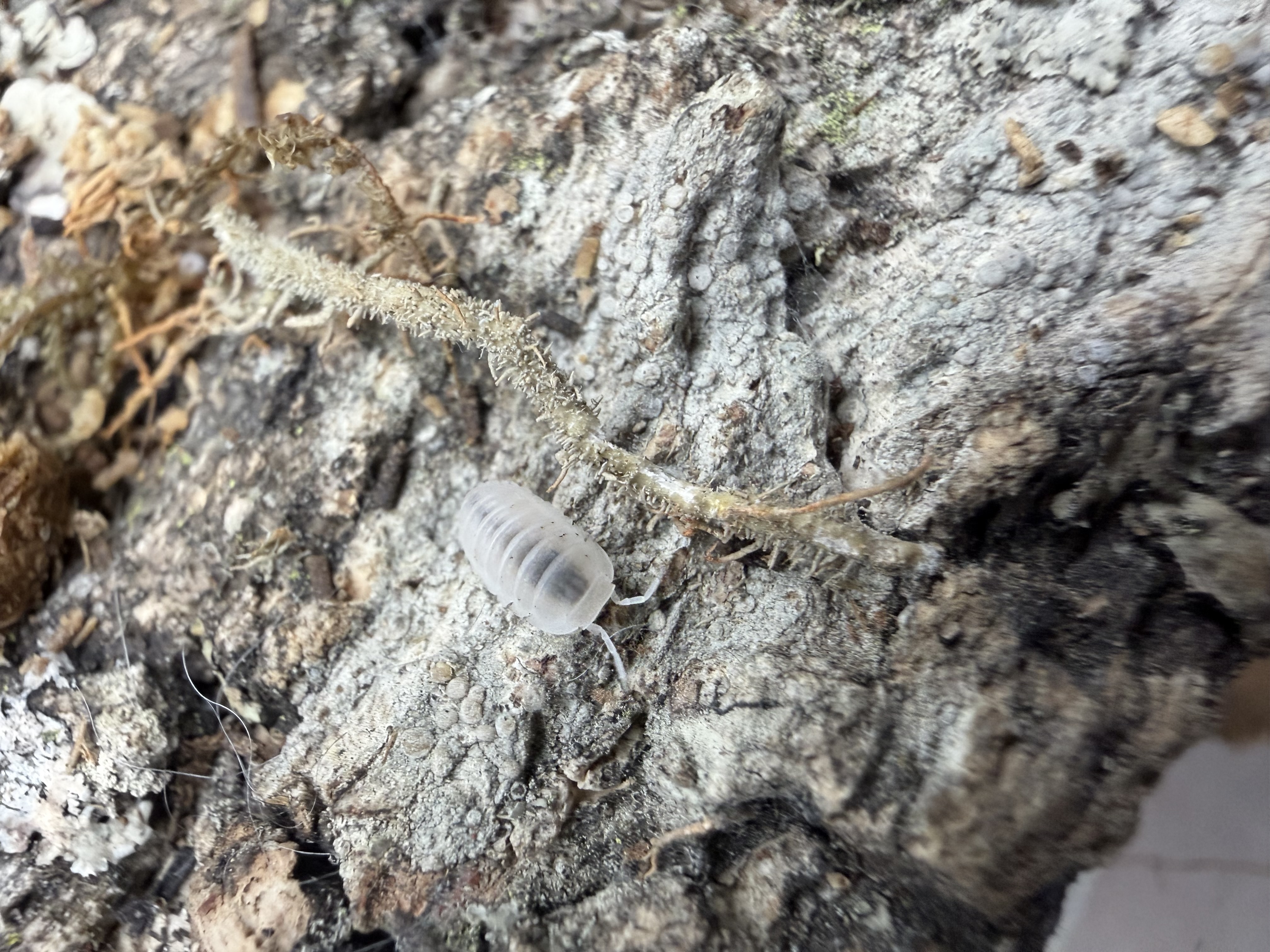 Glacier Isopods - 10 Cubaris murina “Glacier”