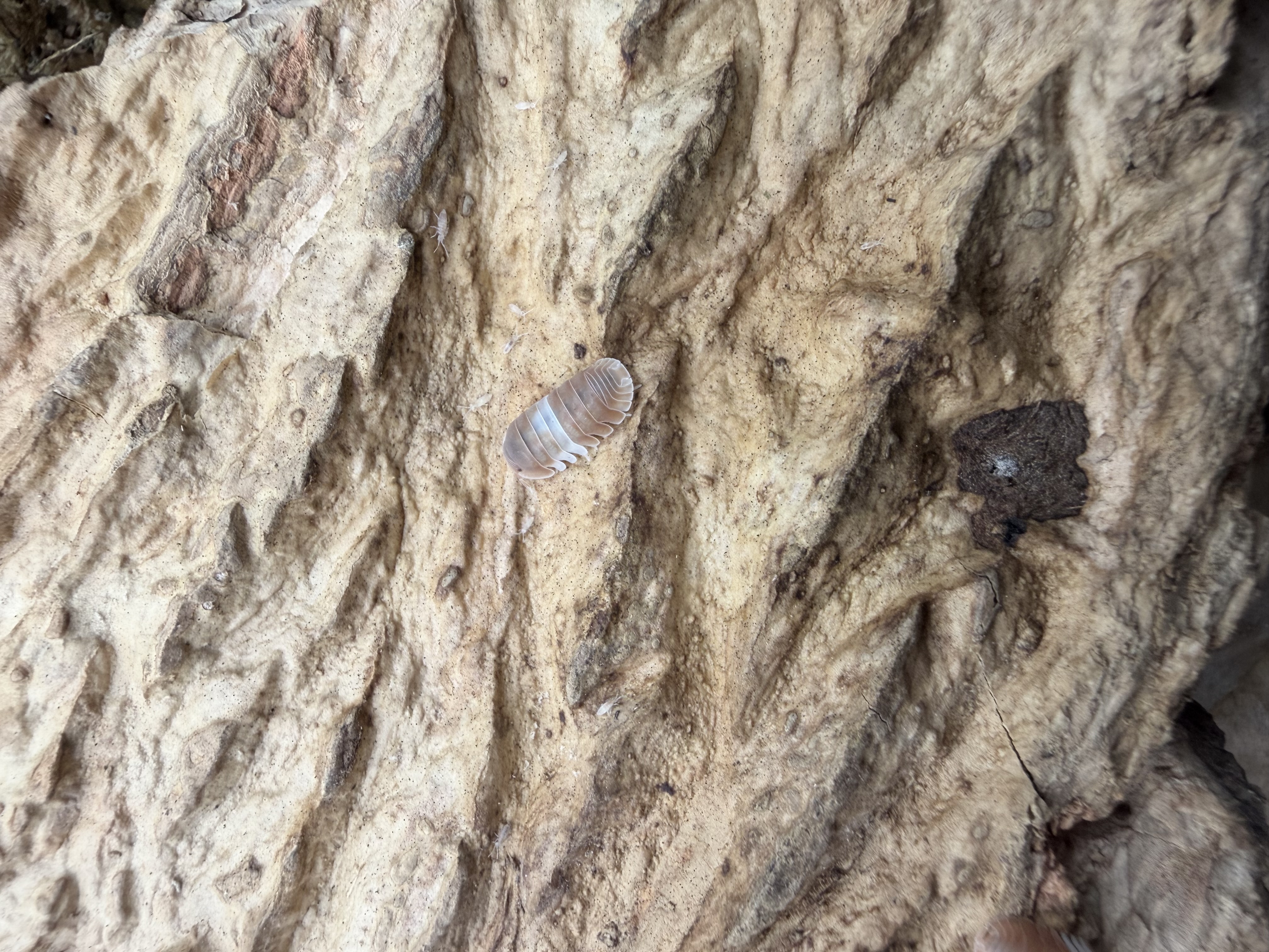Red Panda King Isopods - 10 Cubaris sp. “Red Panda Kings”
