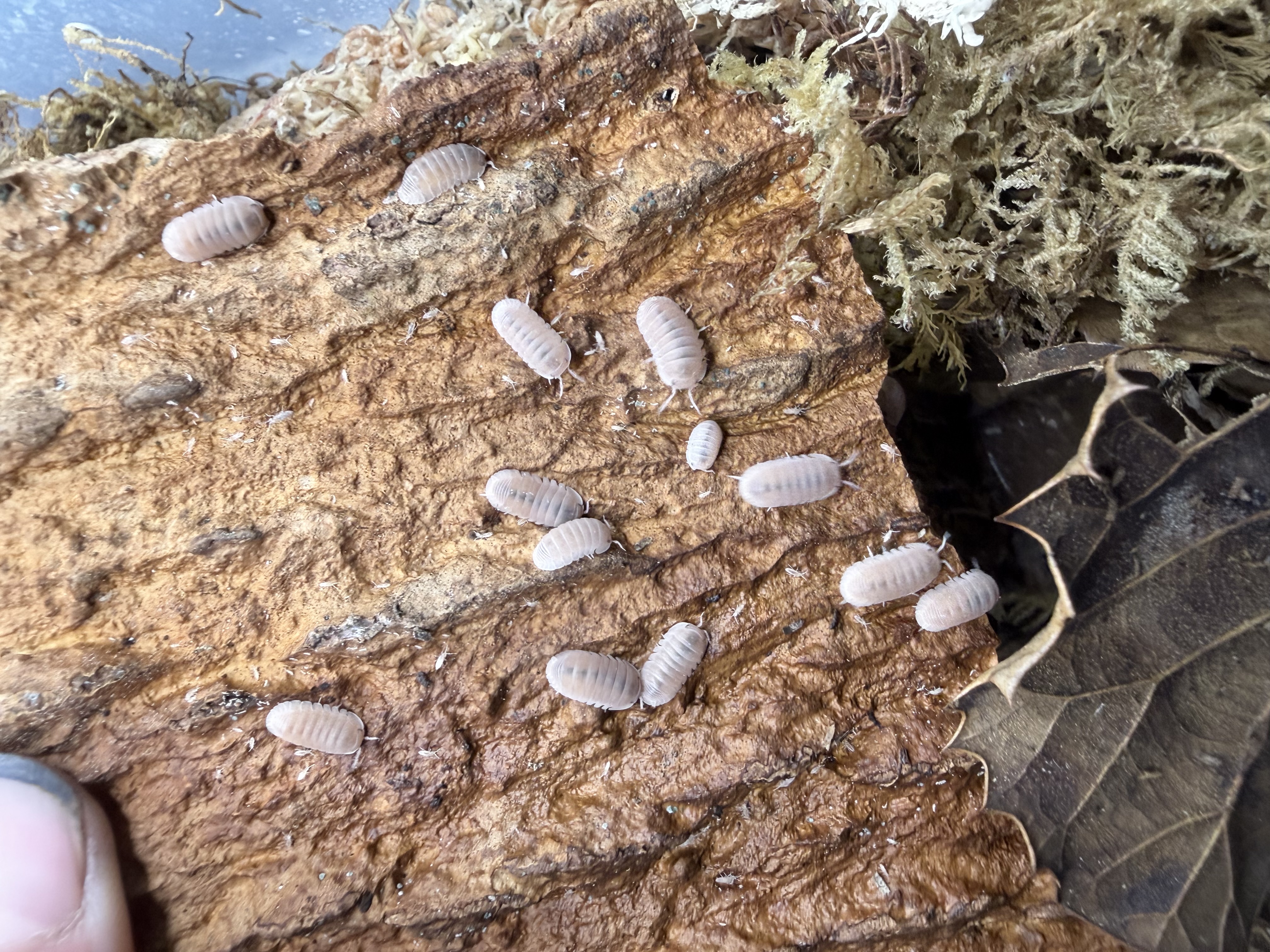 Papaya Isopods - 10 Cubaris murina “Papaya”