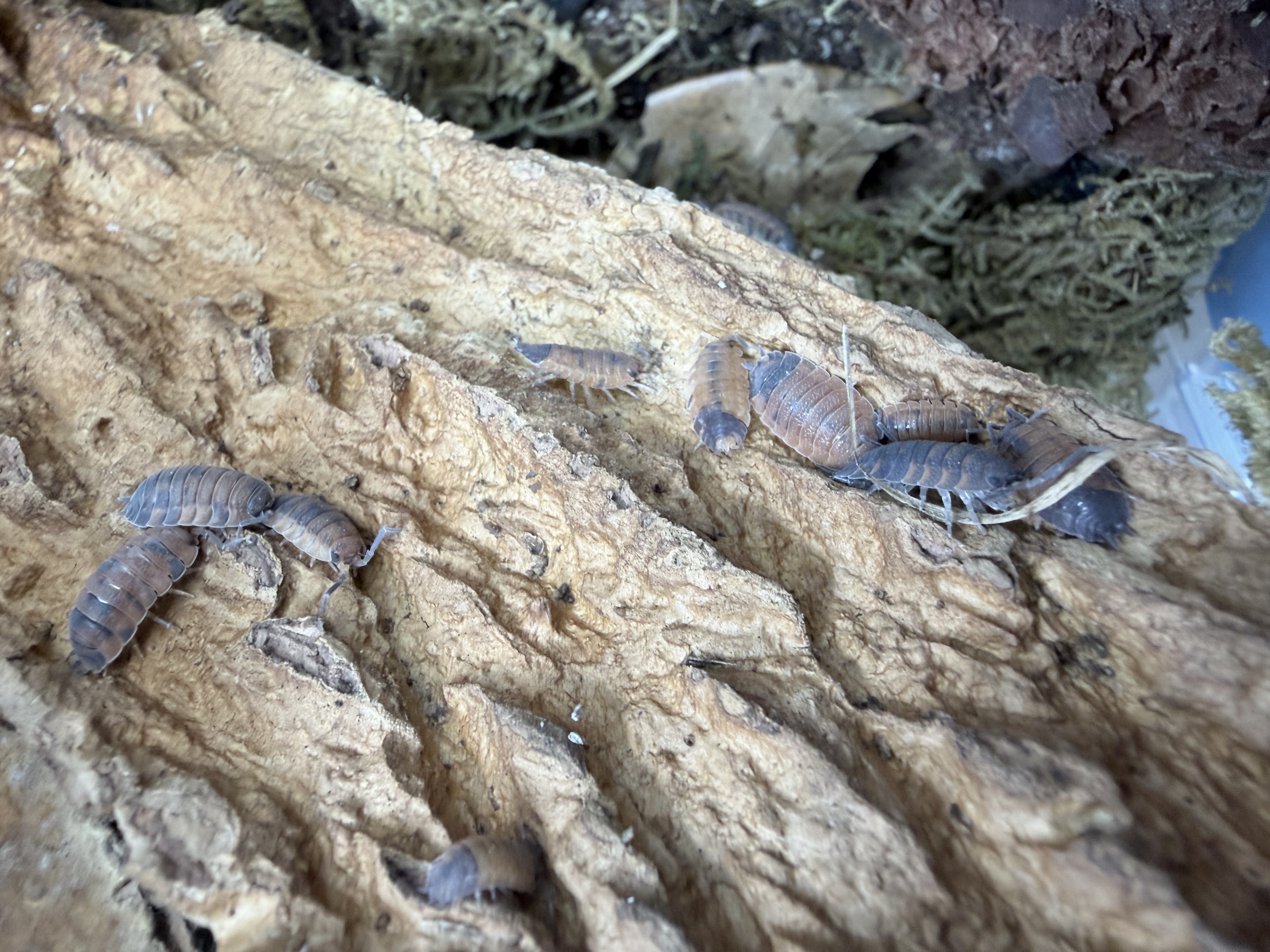 Lava Isopods - 10 Porcellio scanner