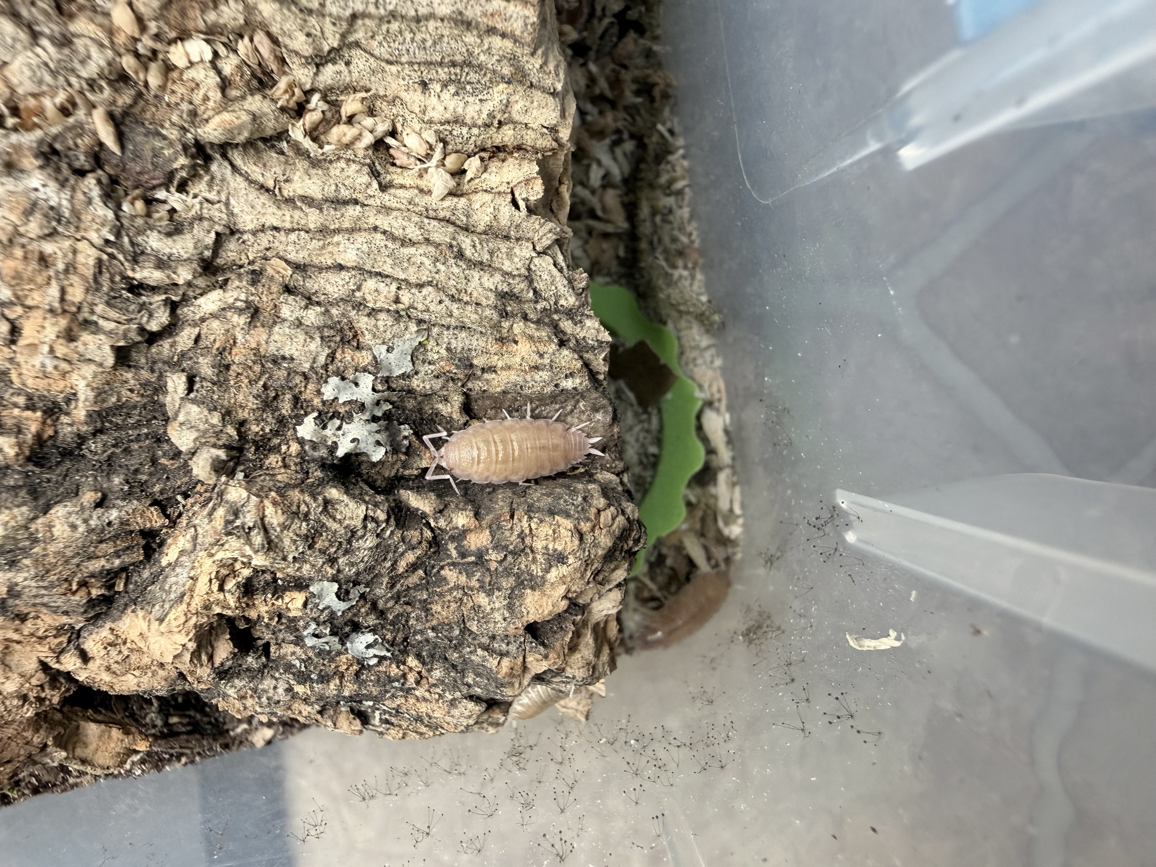 Powder Pink Isopods - 10 Porcellionides pruinosus